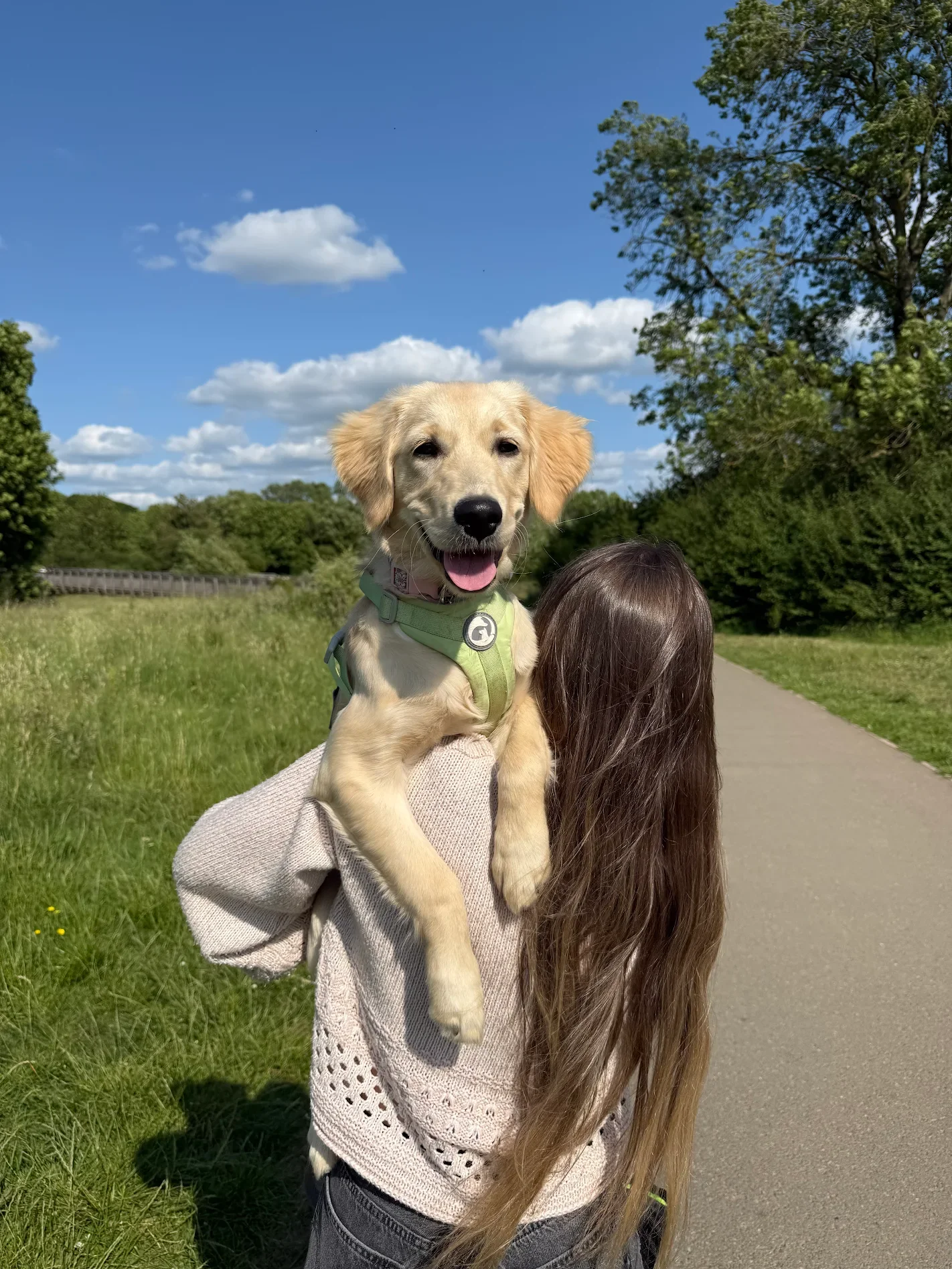Happy Golden retriever after reactive dog training in bristol