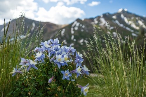 Native Flowers to Denver: Landscape Designers Guide 