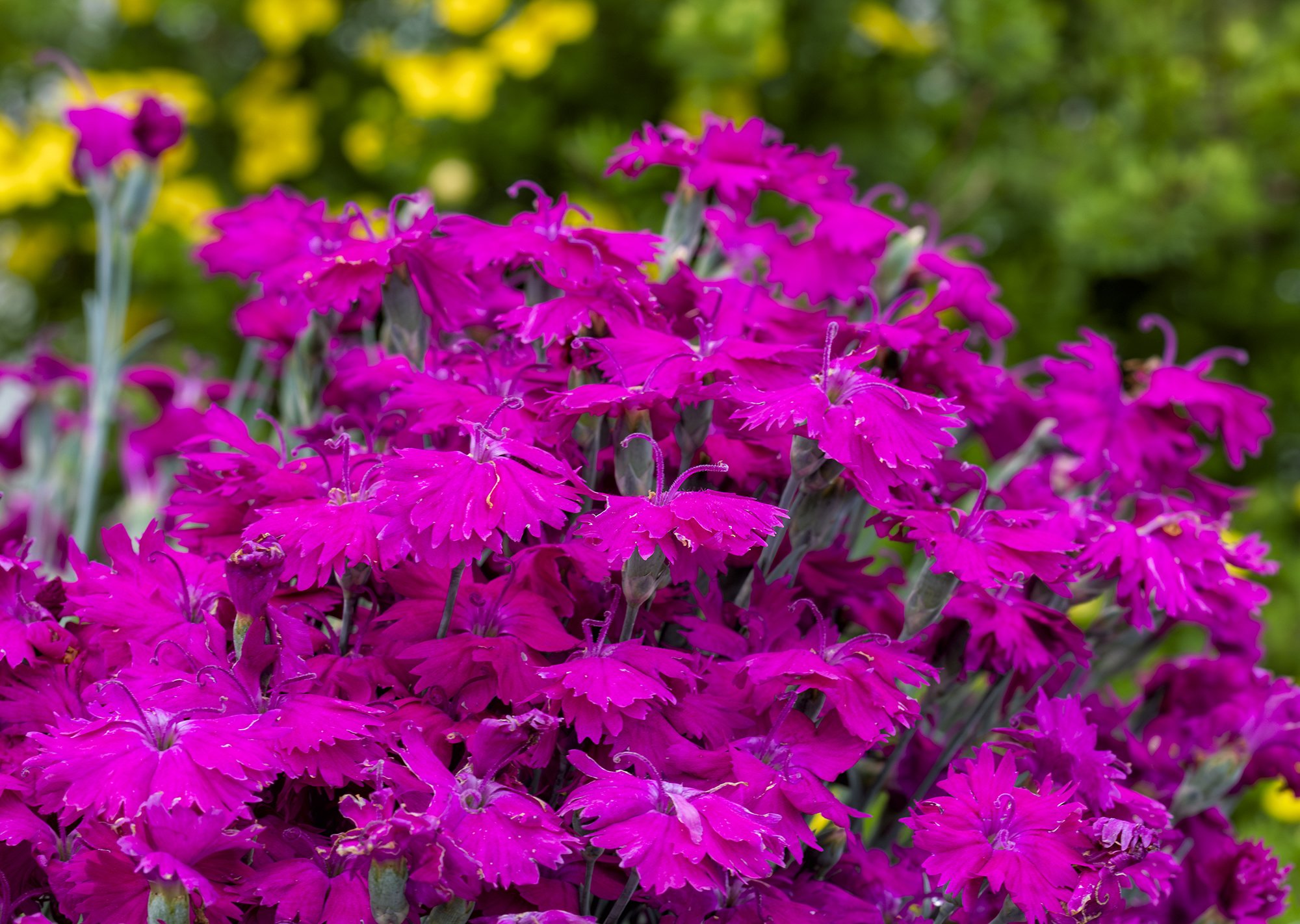 Highlands Landscaping - Harding - Castle Pines-1.jpg