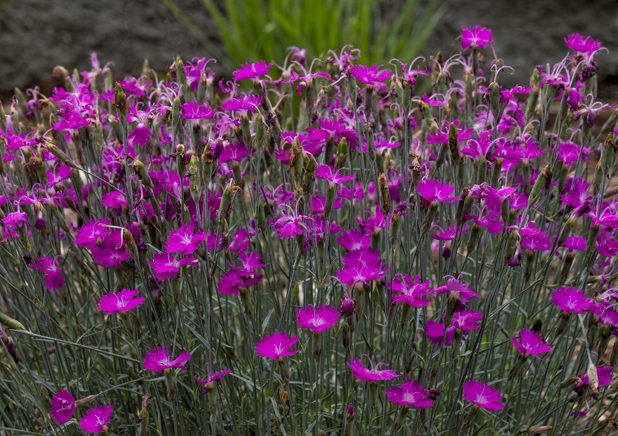 Landscaping in Centennial, CO