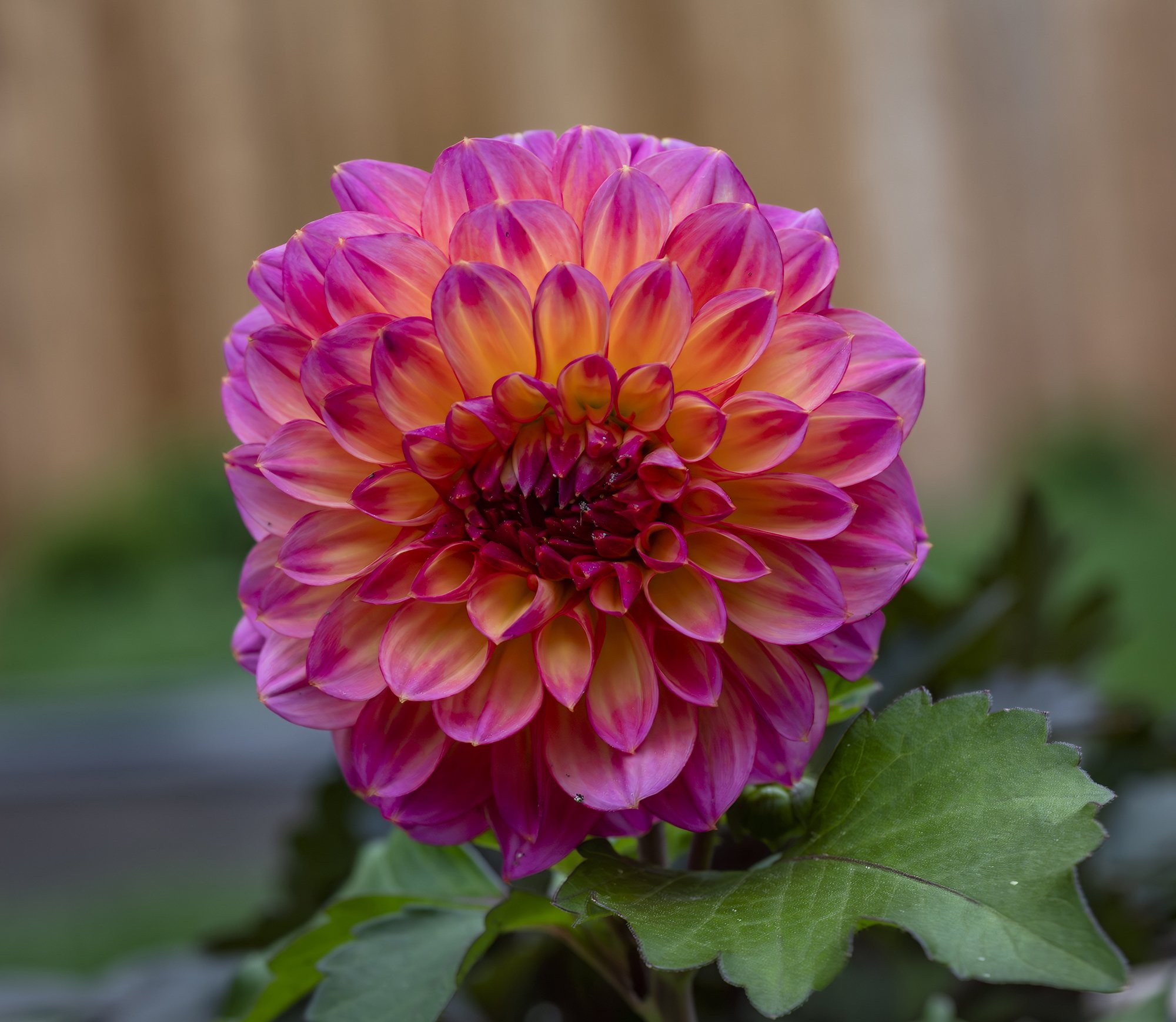 Landscaping in Centennial, CO