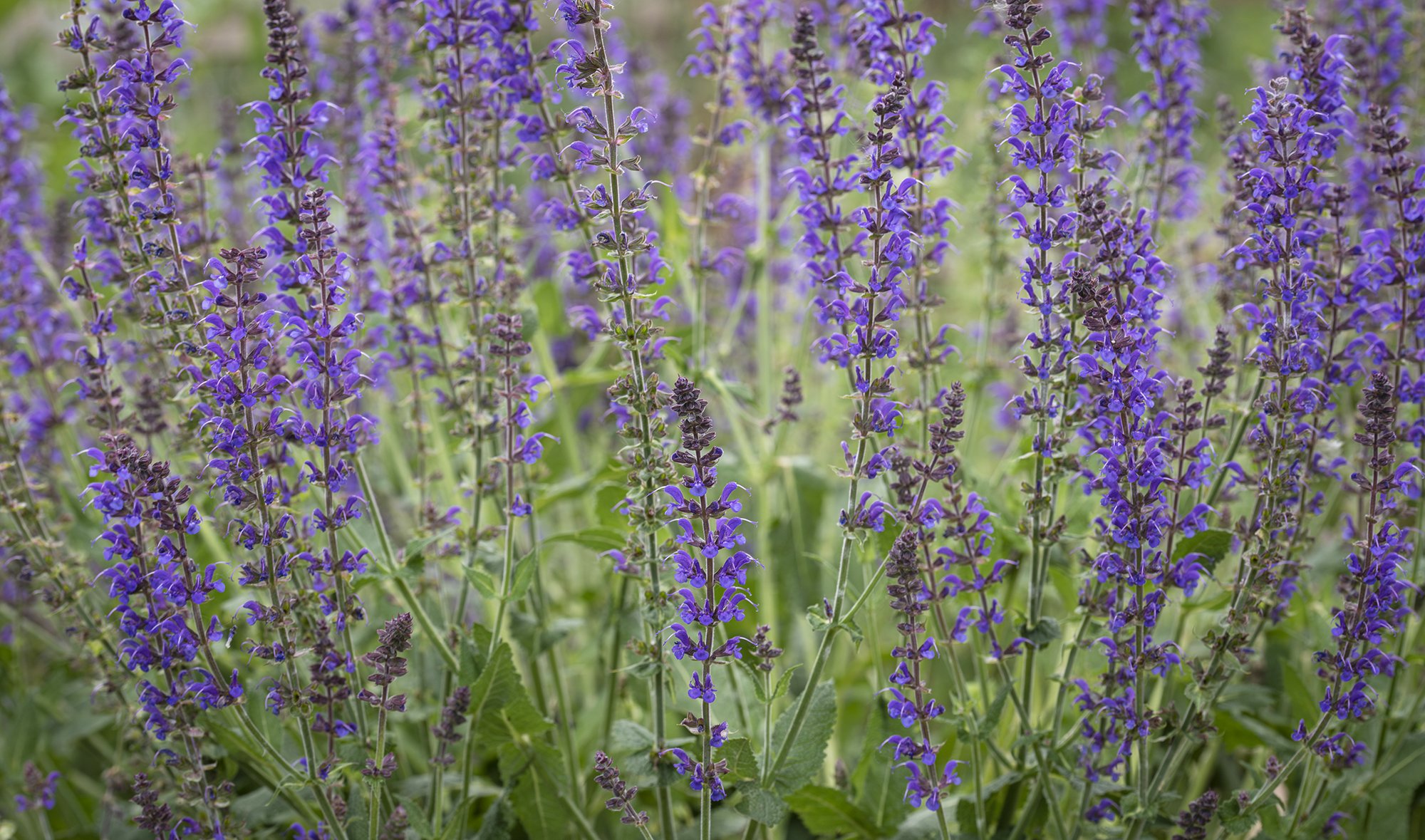 Landscaping in Centennial, CO
