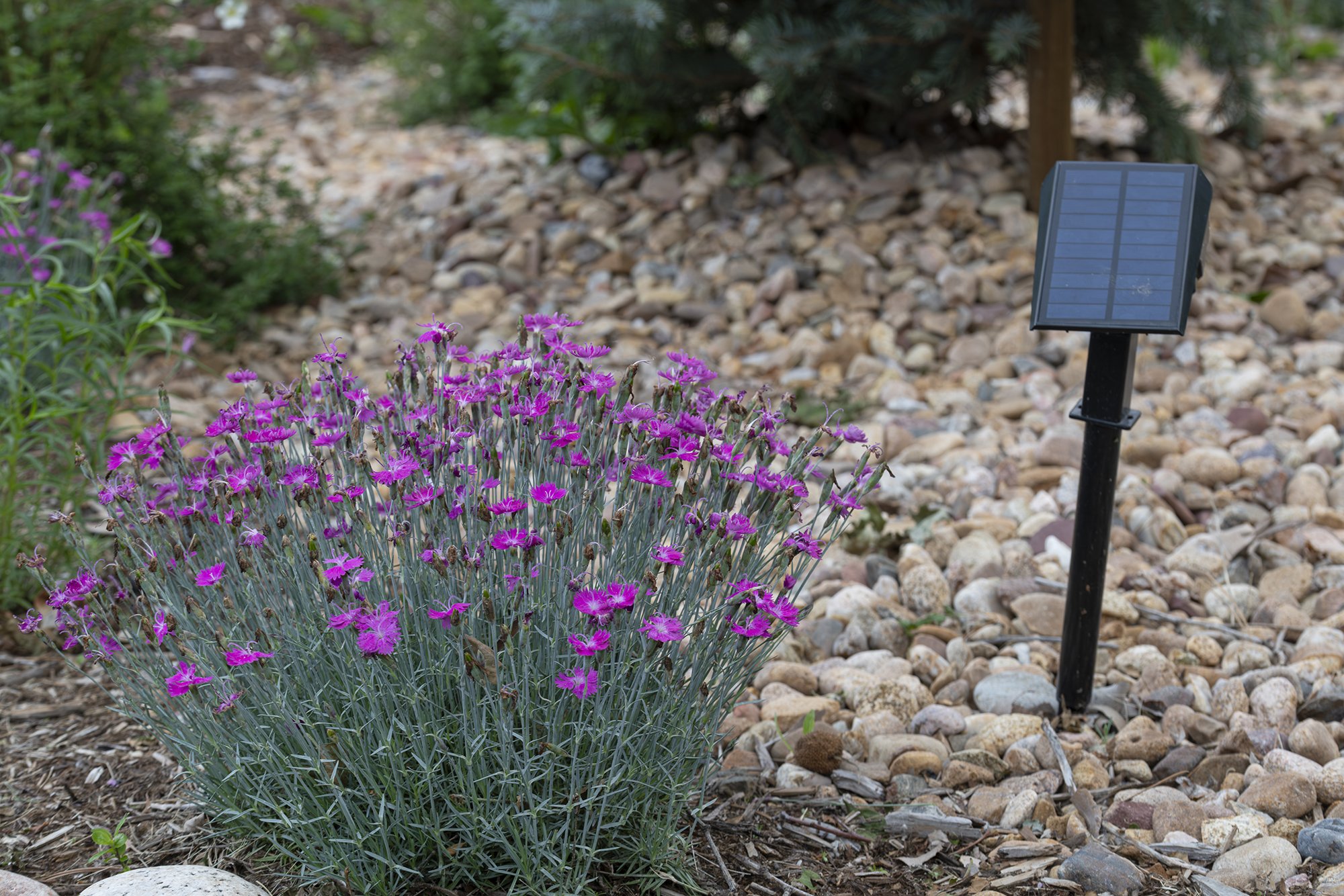 Landscaping in Centennial, CO