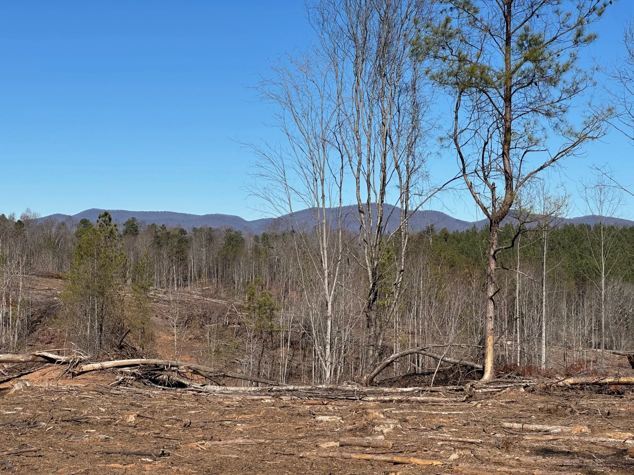 A landscape with bare trees in a deforested area, some trees fallen, with mountains and a clear blue sky in the background.