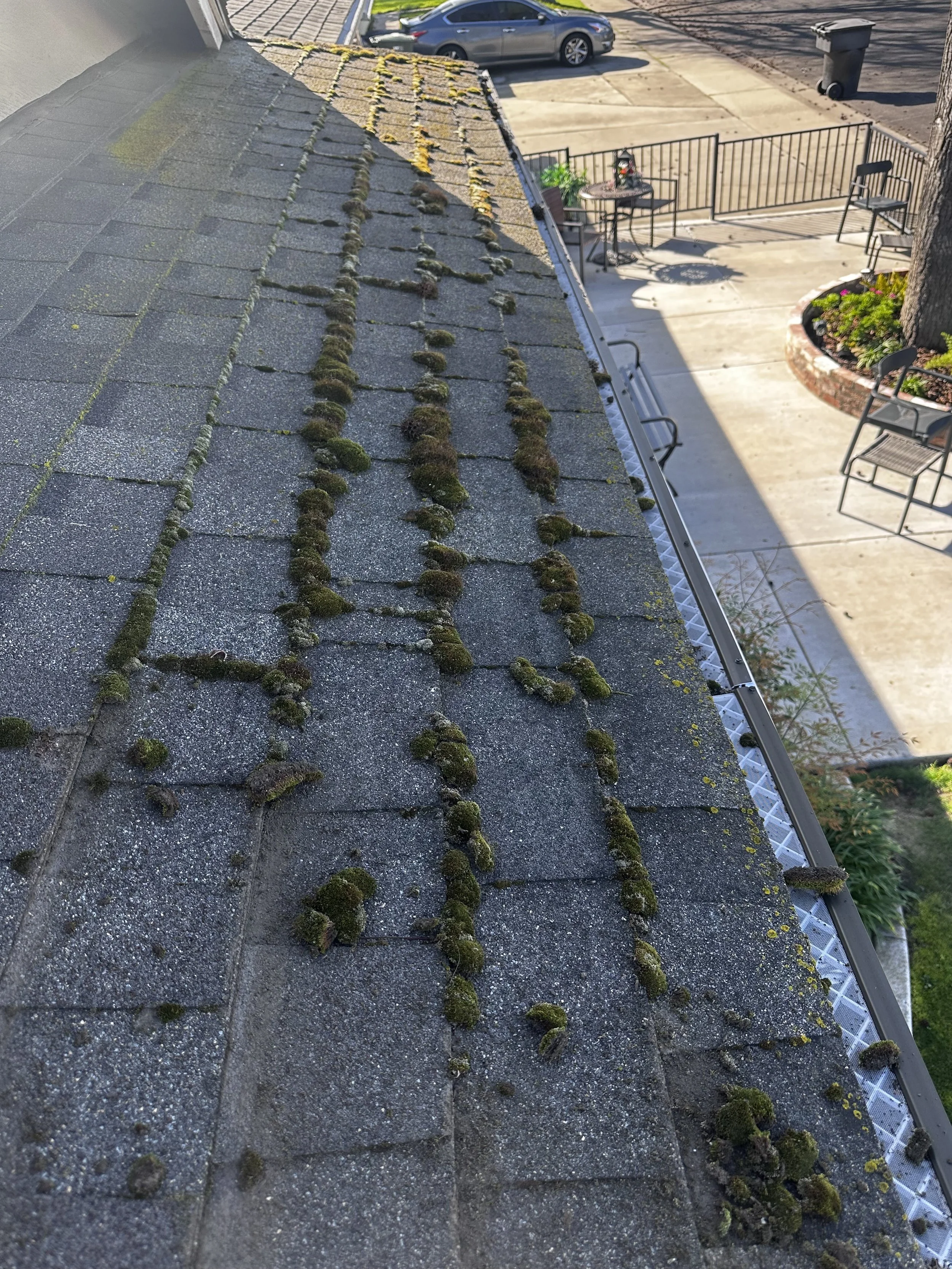 Moss Growing on Your Roof? 