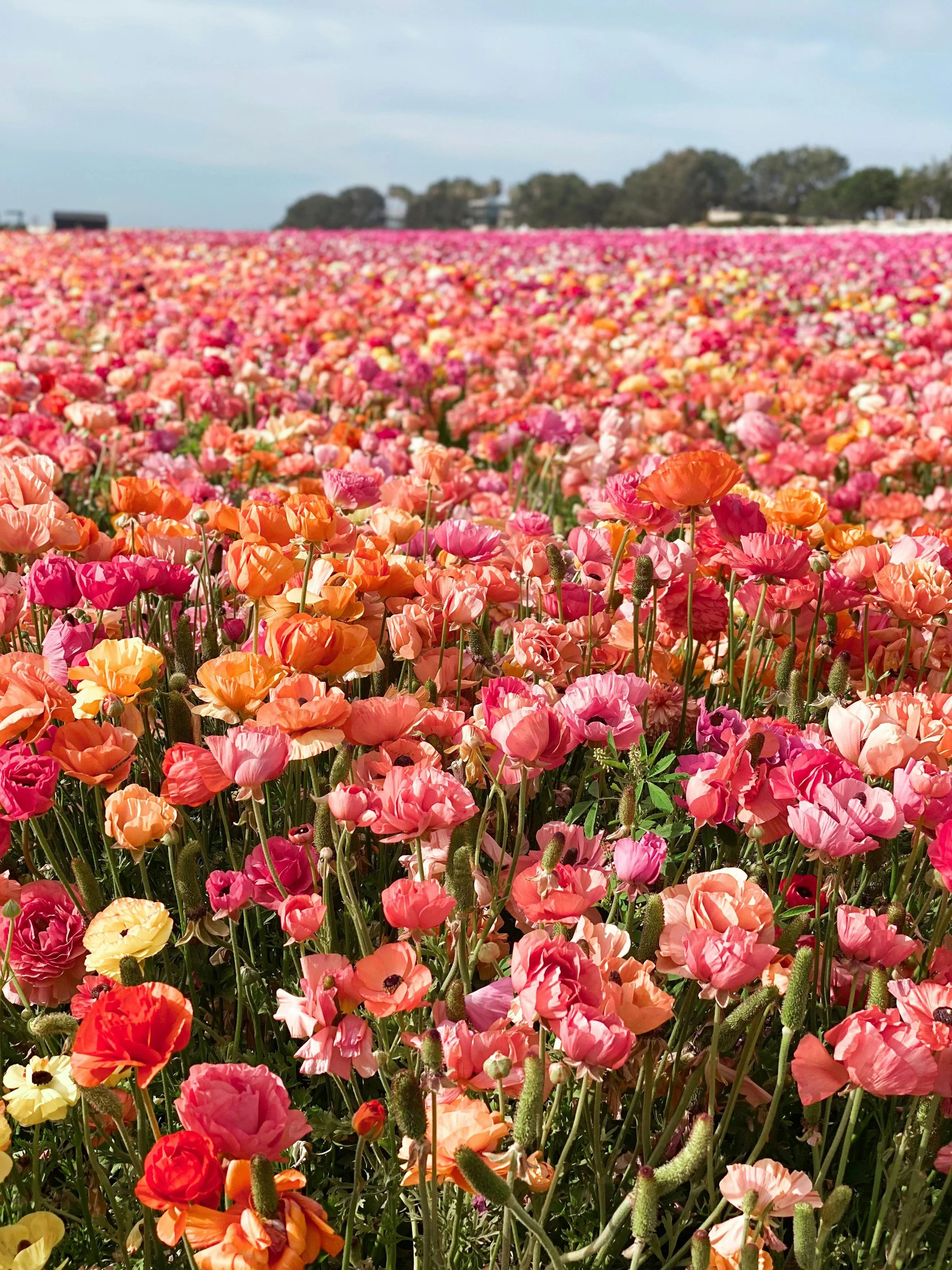 Field of flowers