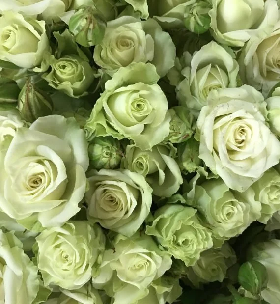 Rose green glow.jpg
