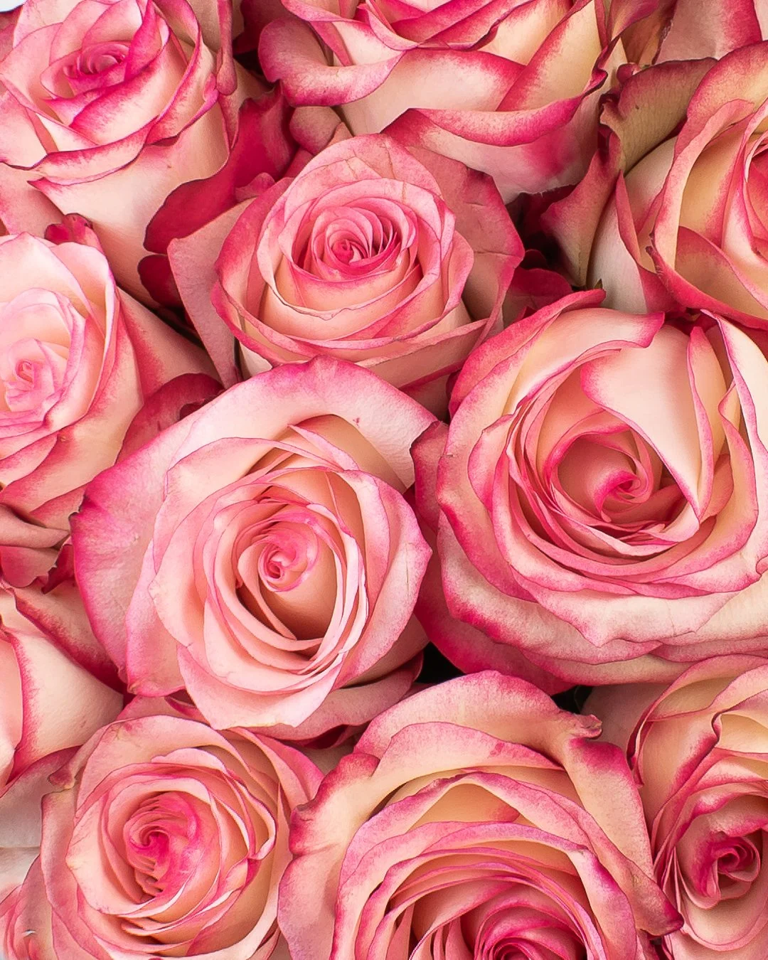 Rose paloma.jpg