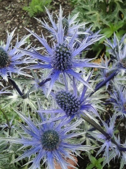 Eryngium Dobida.jpeg
