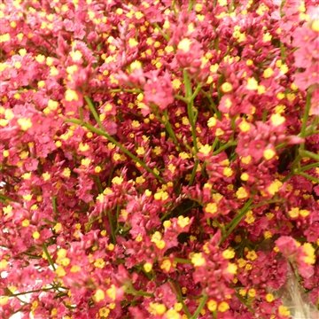 Limonium Scarlet Diamond.jpg