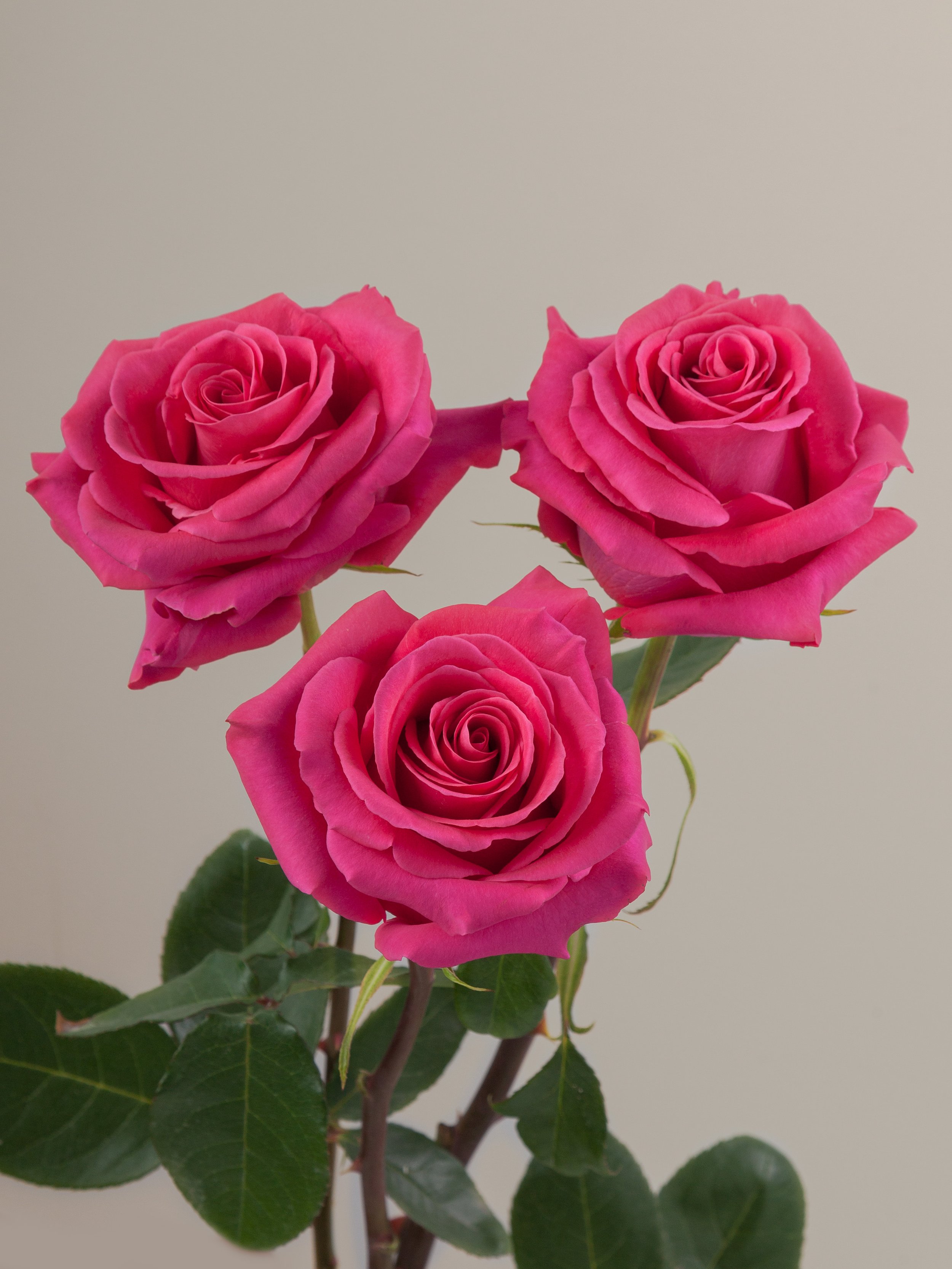 Rose Pink_Floyd.jpg