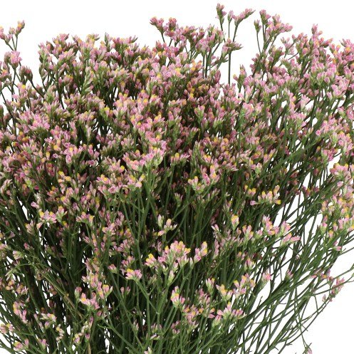 LIMONIUM MAX DIAMOND.jpg