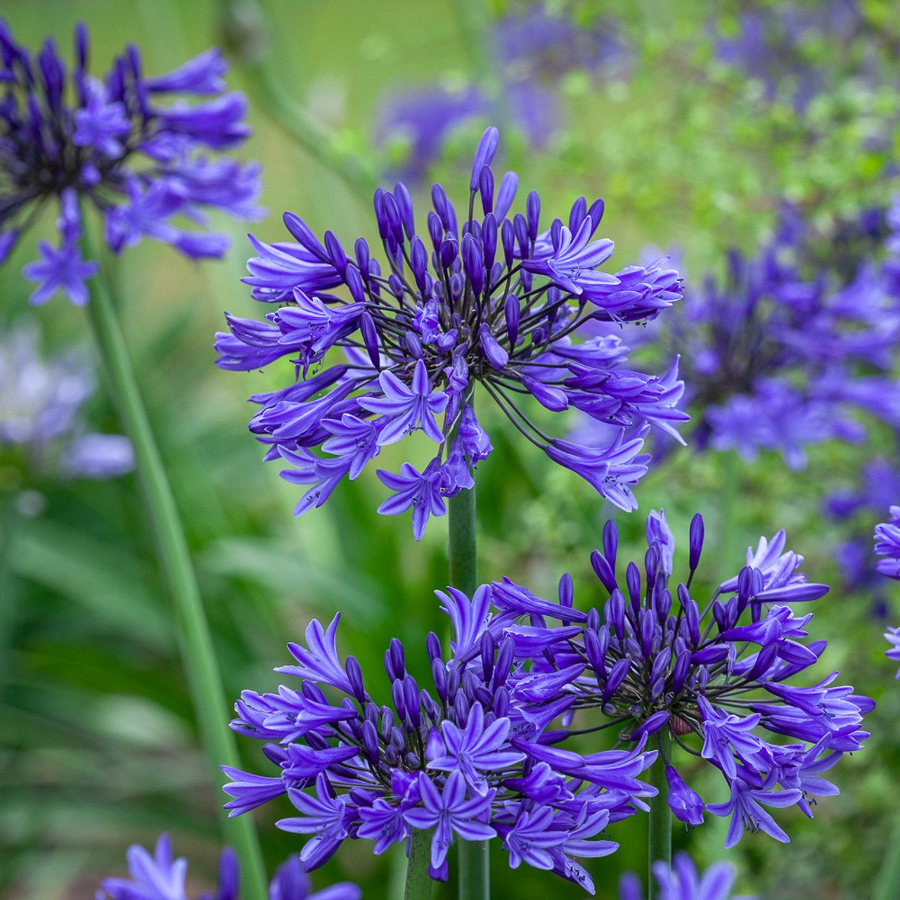 Agapanthus.jpg