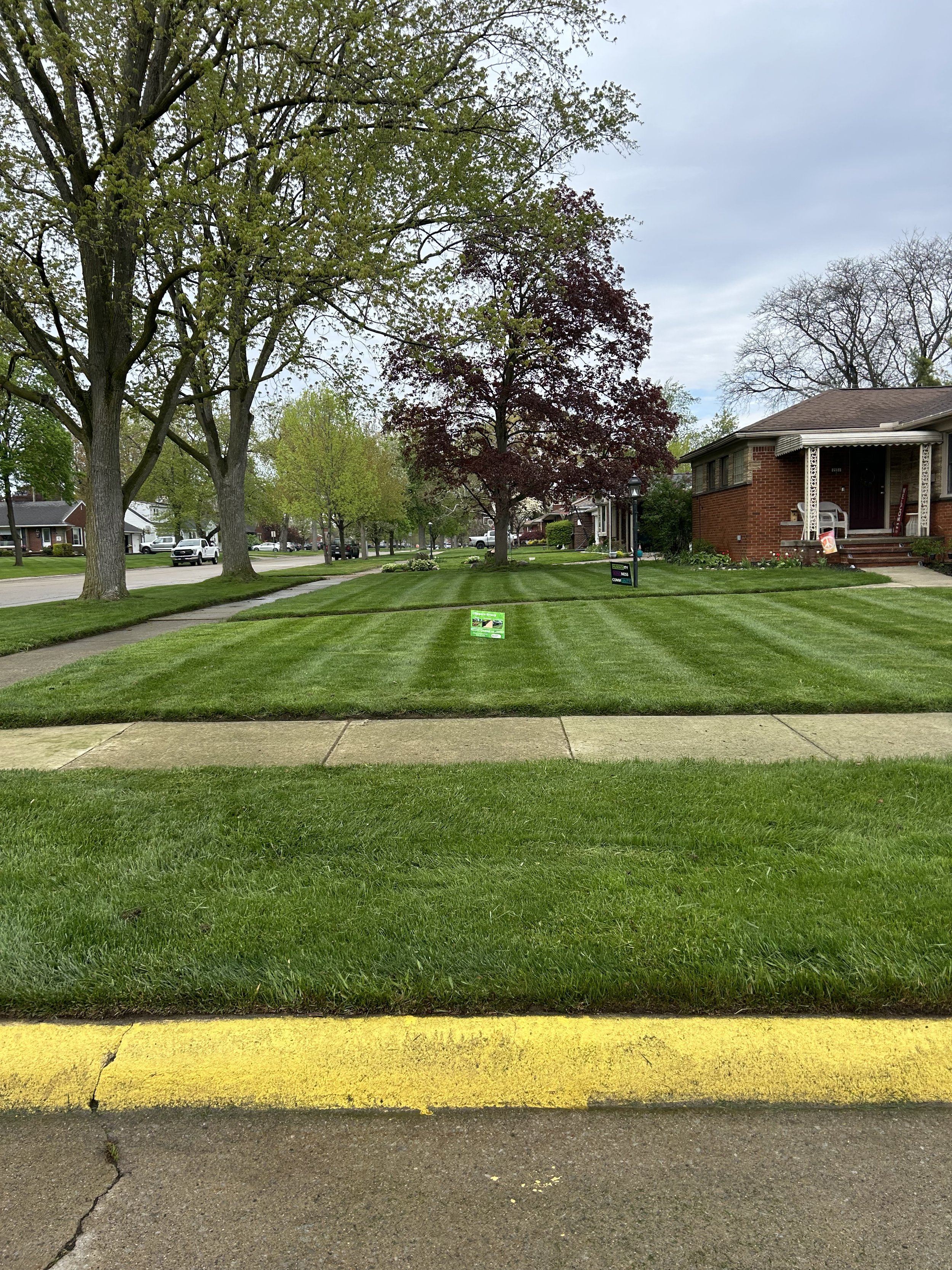 Lawn Transformation