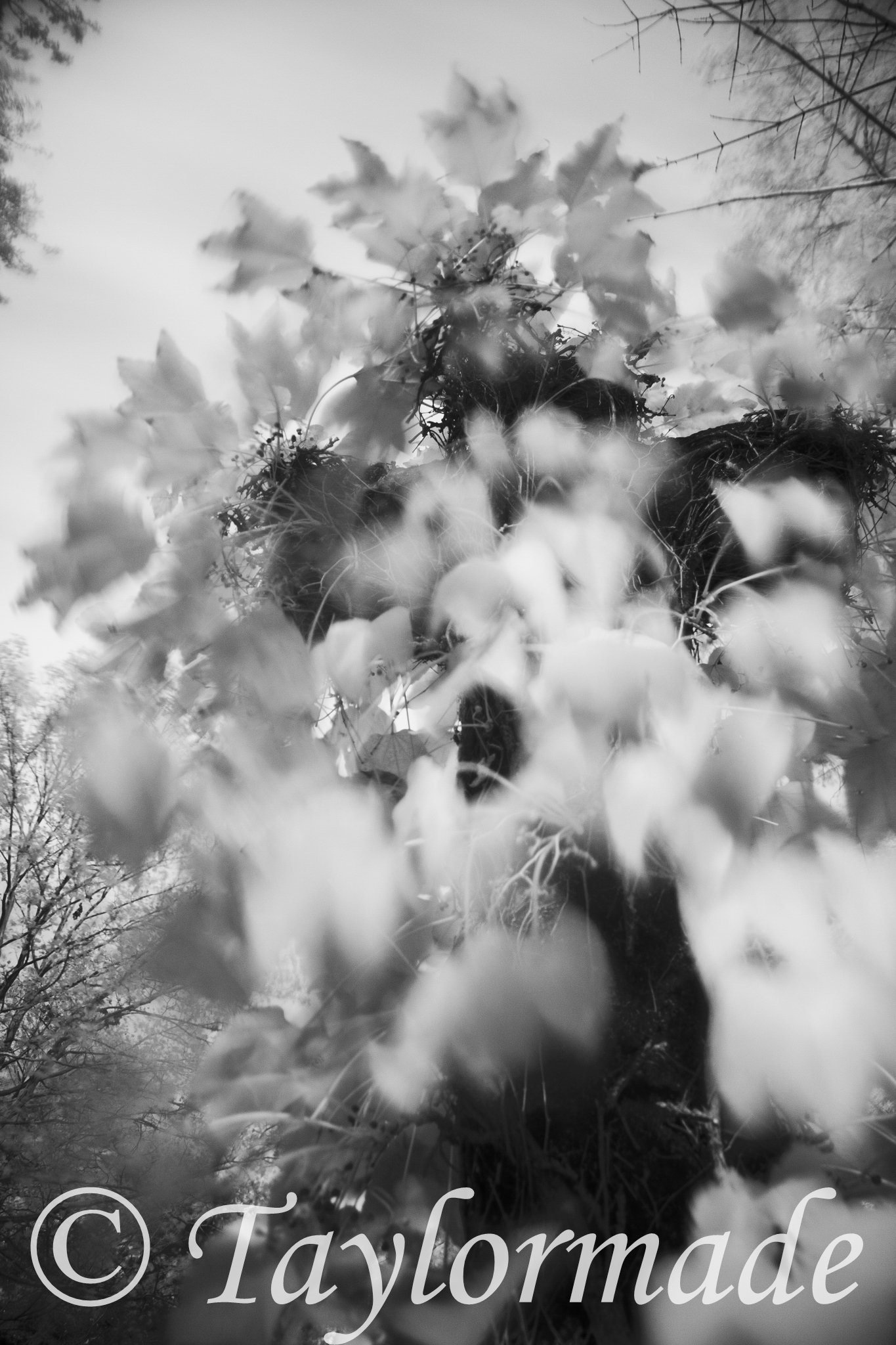 _mg_1747.jpg