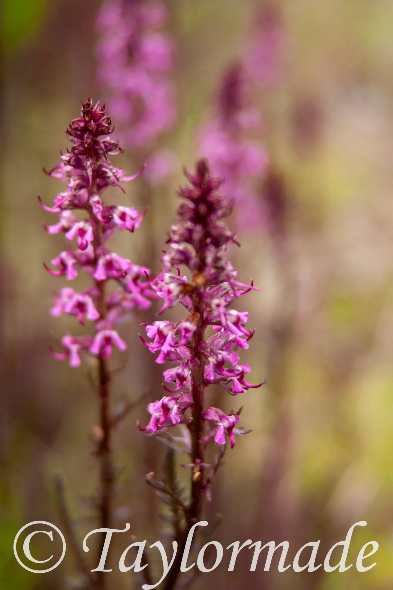 CRW_4680.jpg