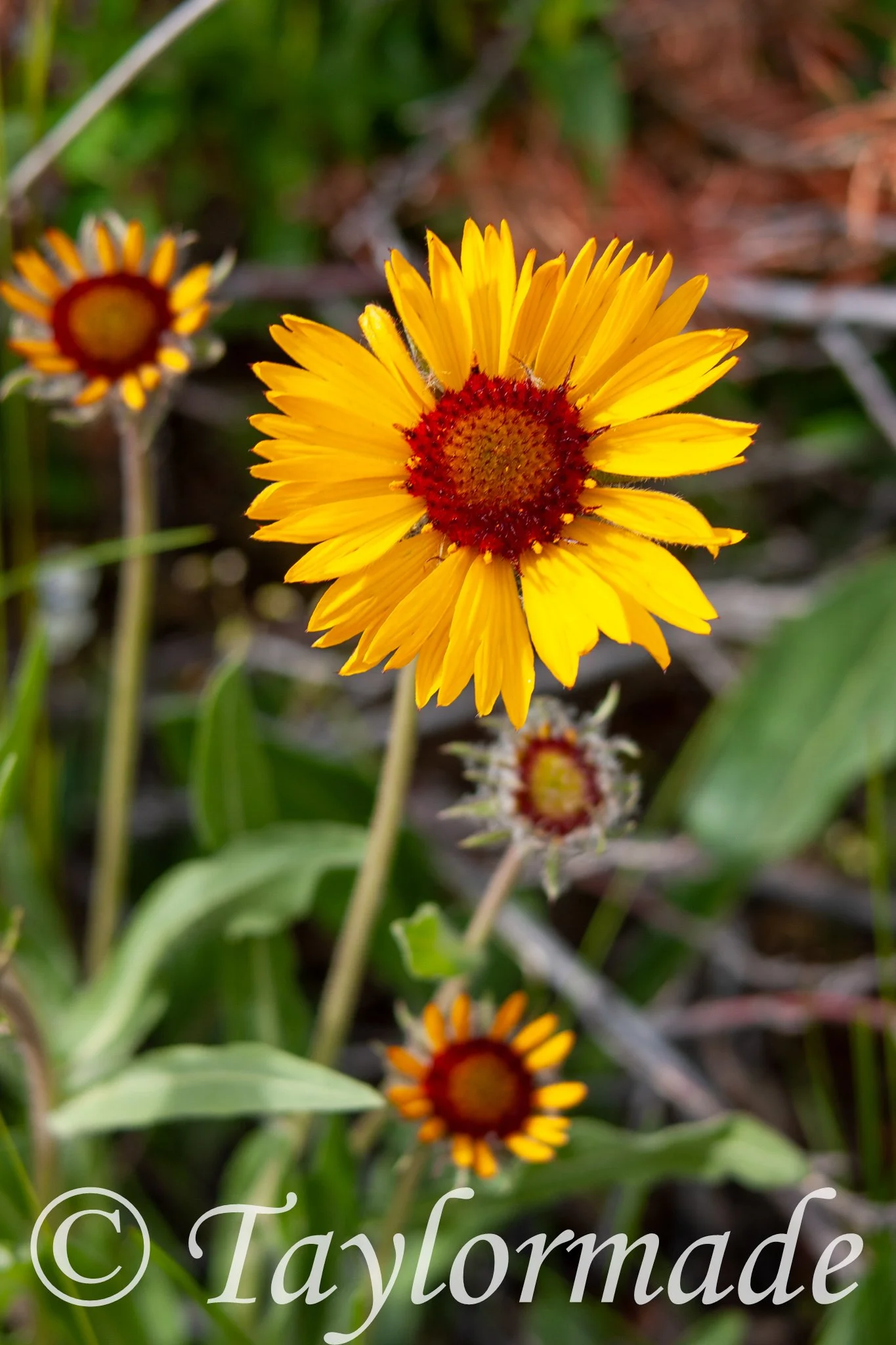CRW_4304.jpg