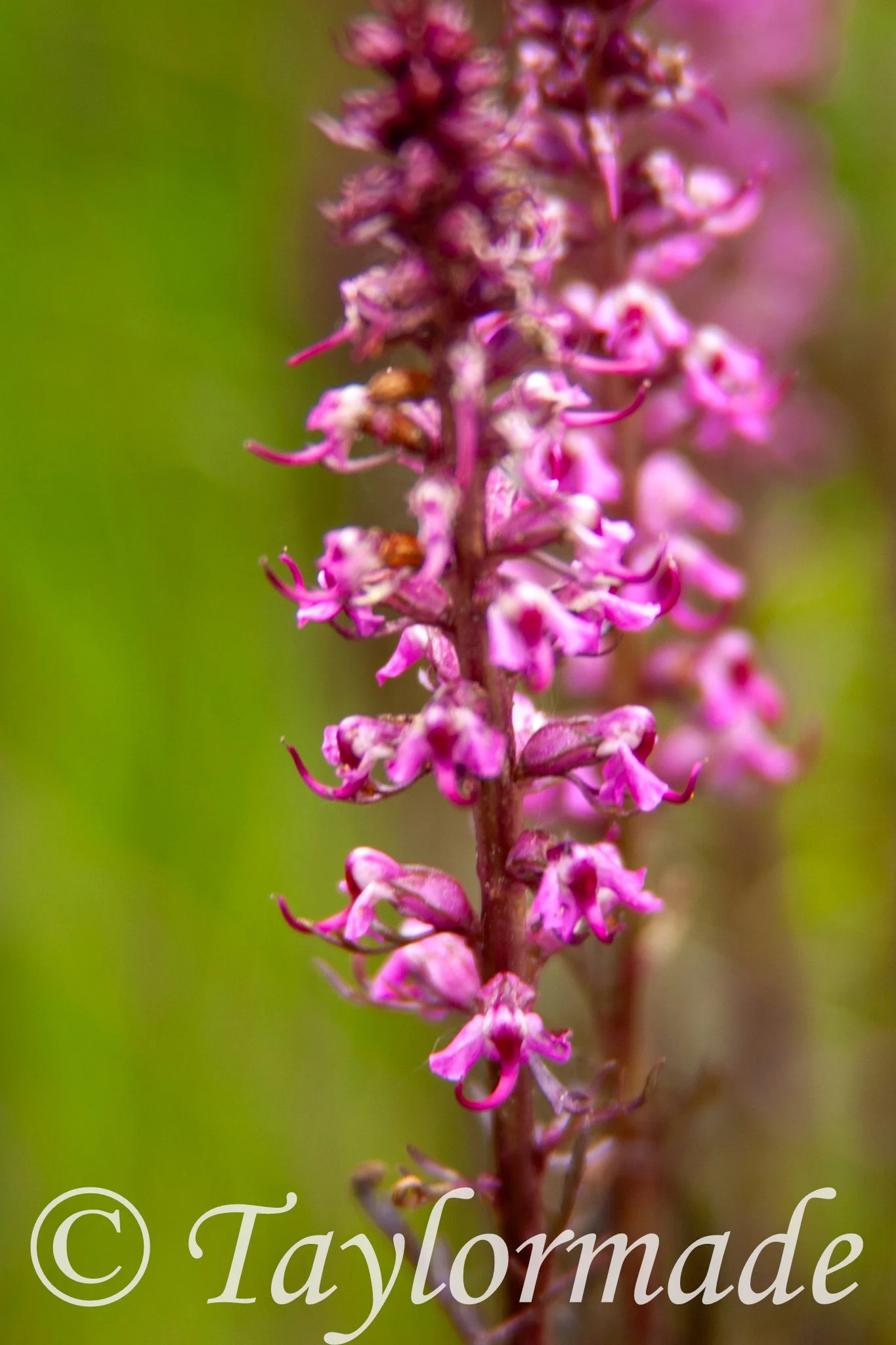 CRW_4681.jpg