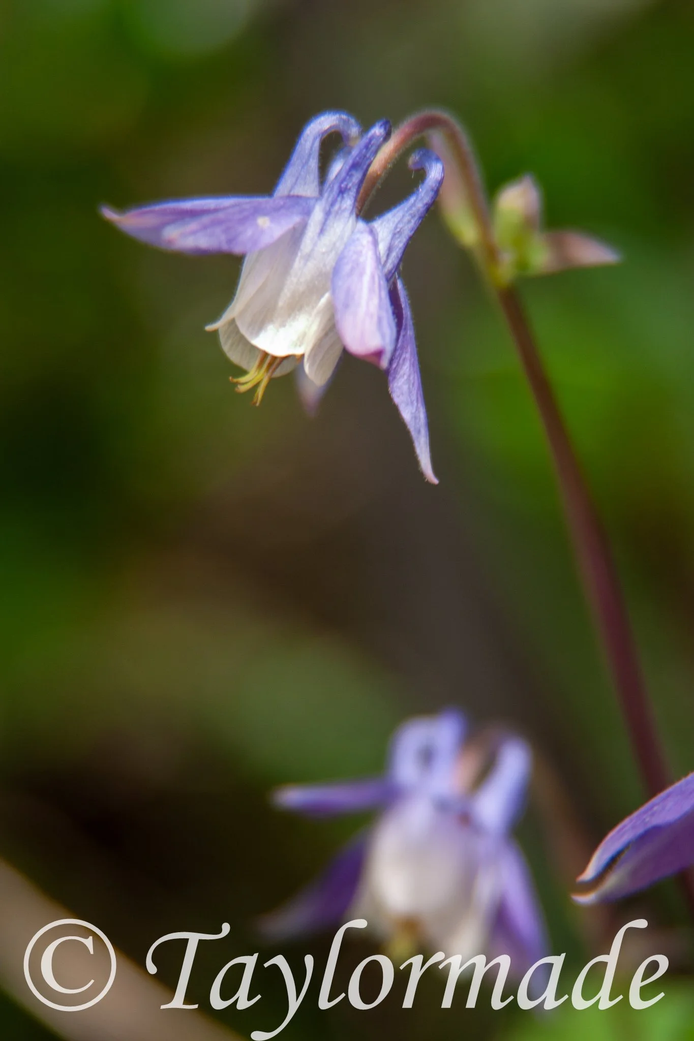 CRW_3886.jpg