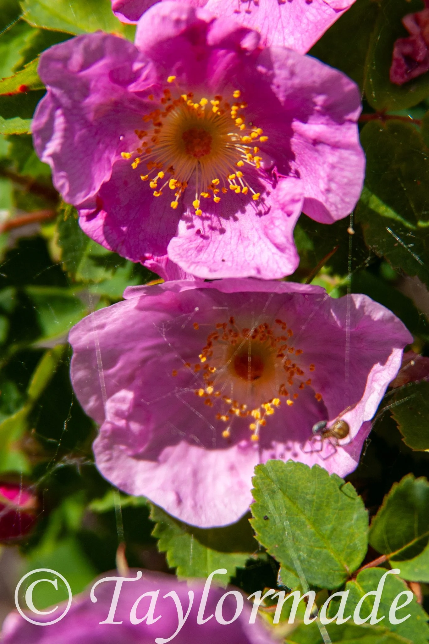 CRW_5045.jpg