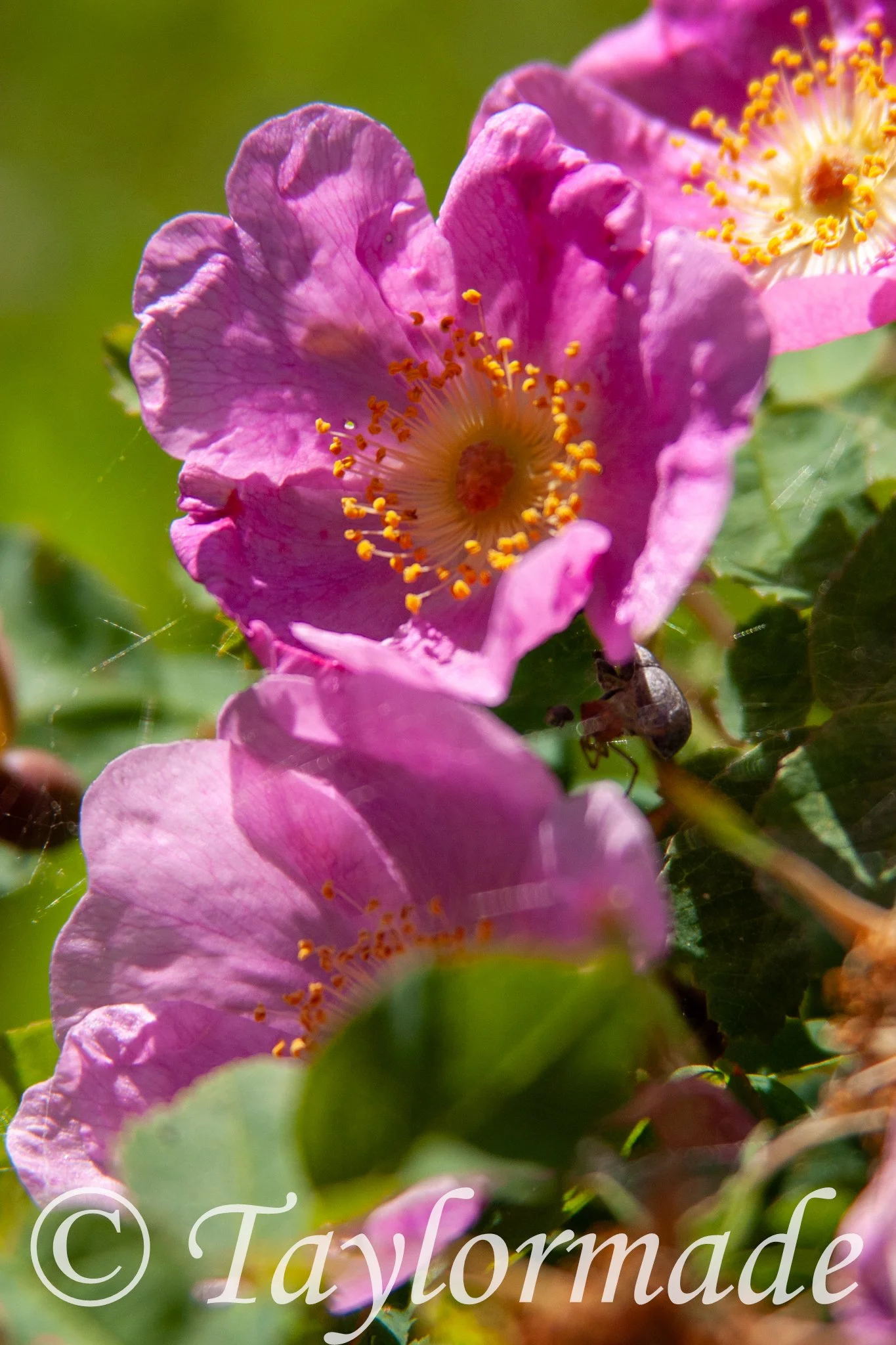 CRW_5047.jpg