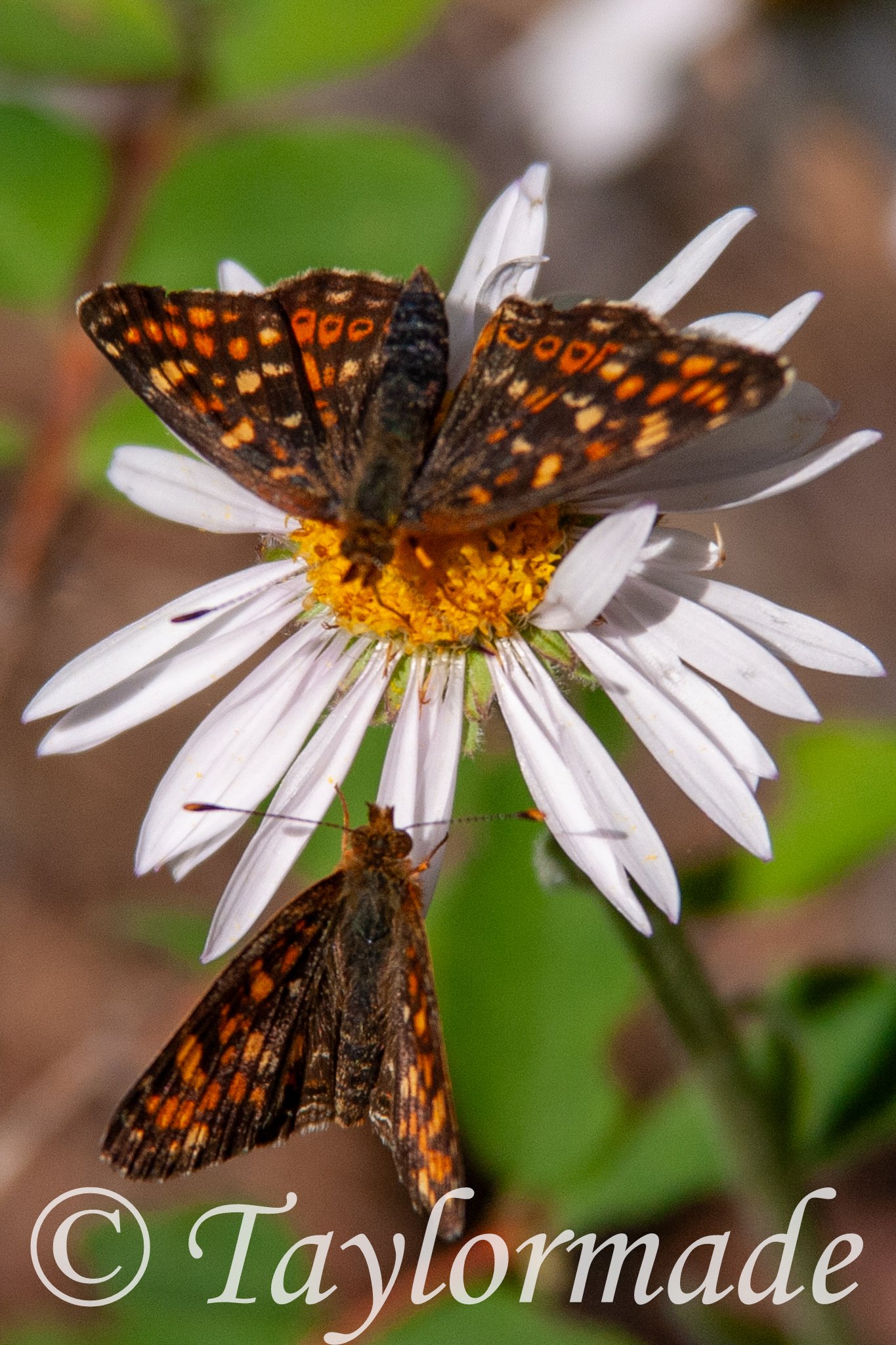 CRW_5042.jpg
