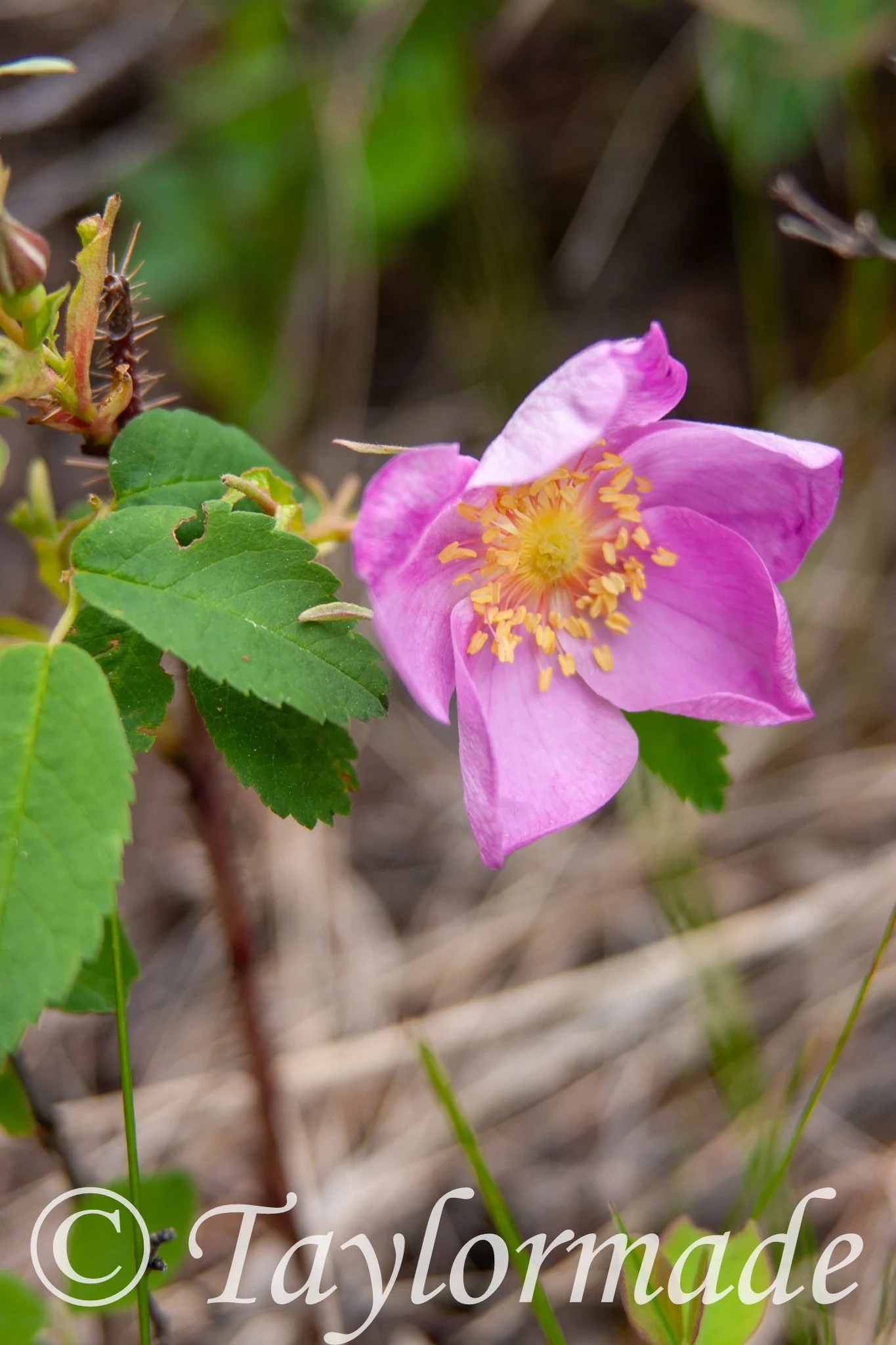 CRW_3943.jpg