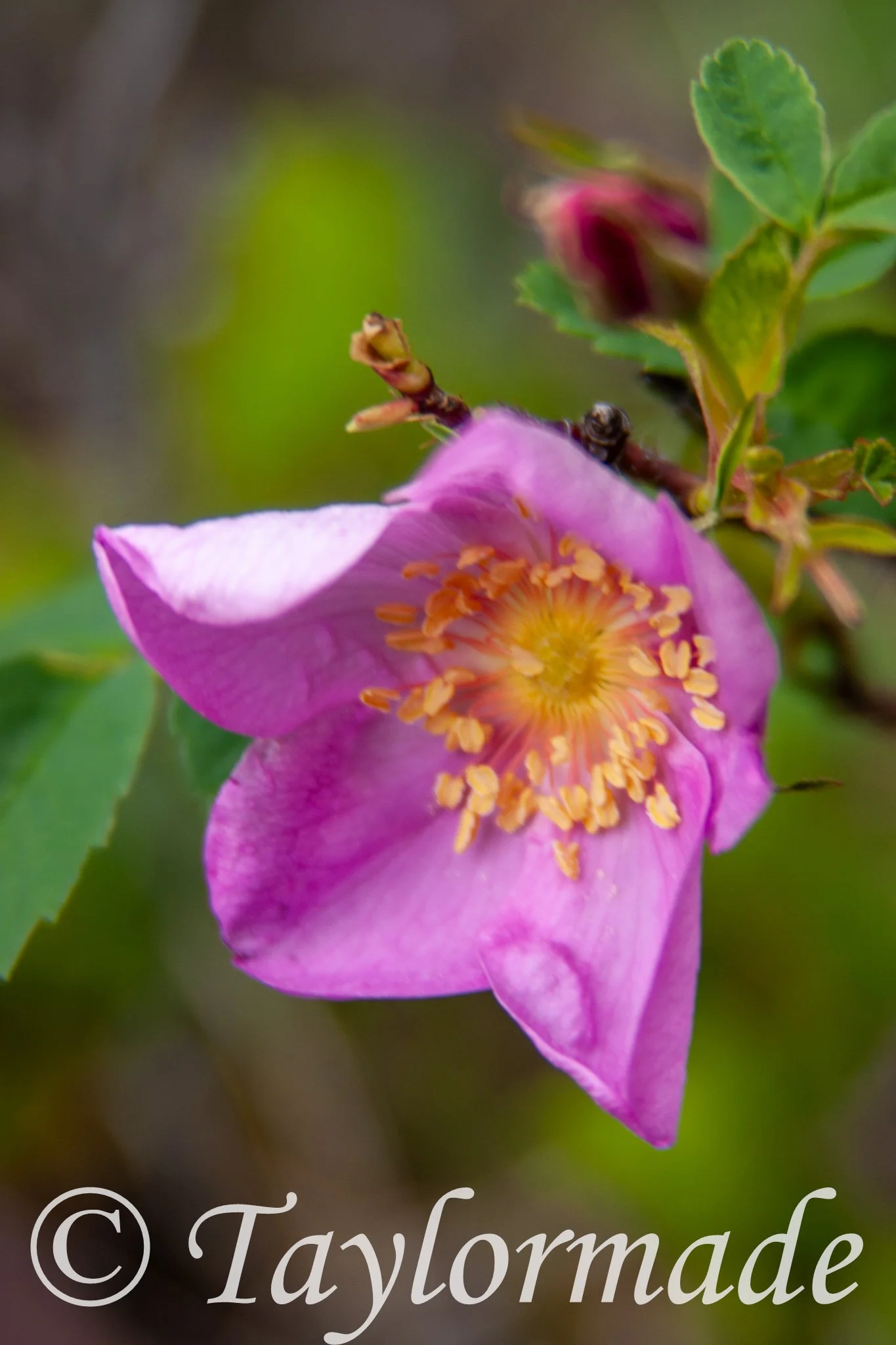 CRW_3942.jpg