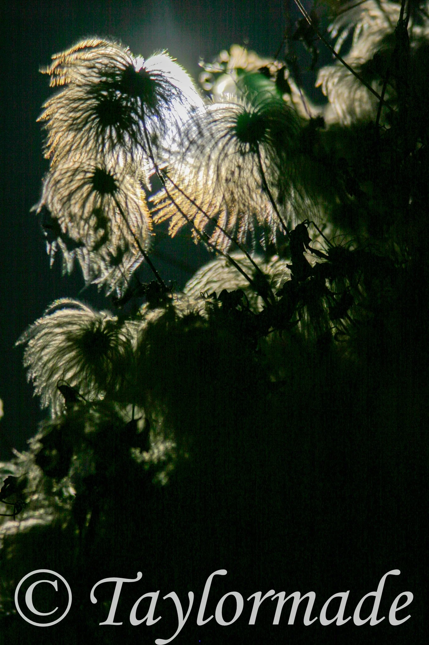 CRW_1602_RT8.jpg
