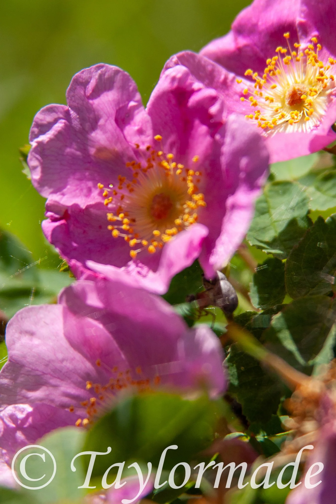 CRW_5048.jpg