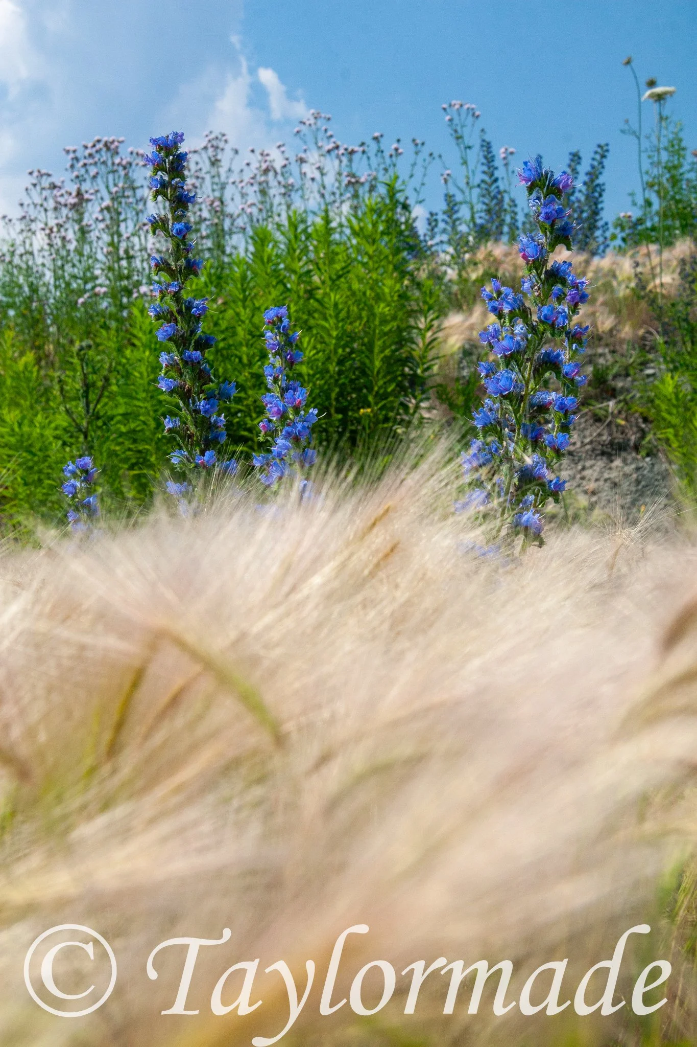_mg_4682.jpg