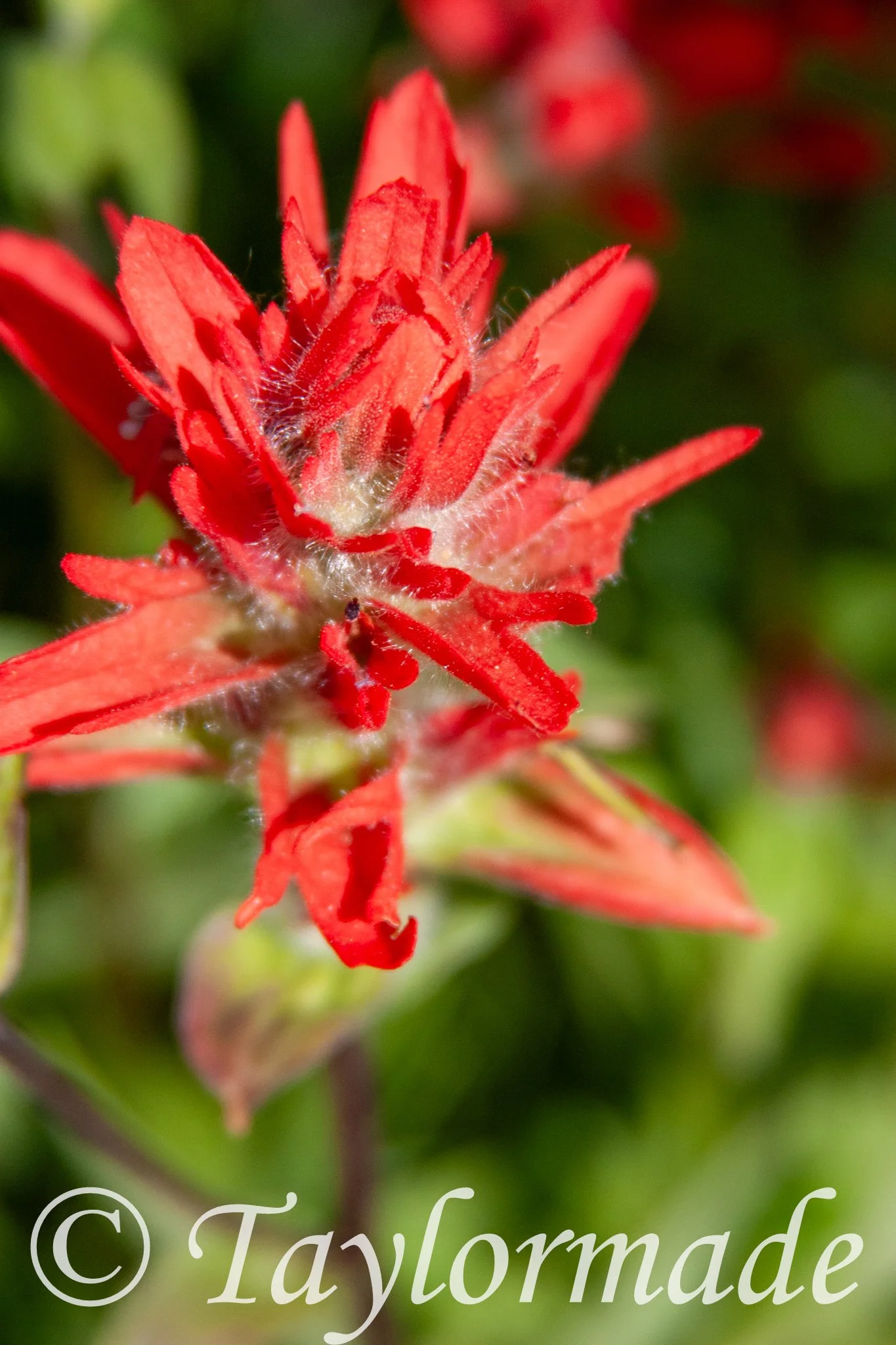 CRW_5049.jpg