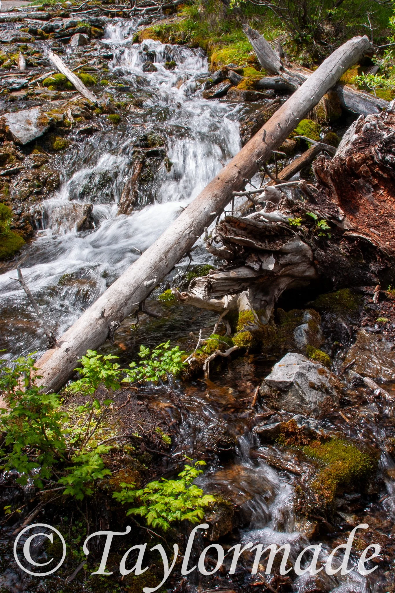 CRW_3913.jpg