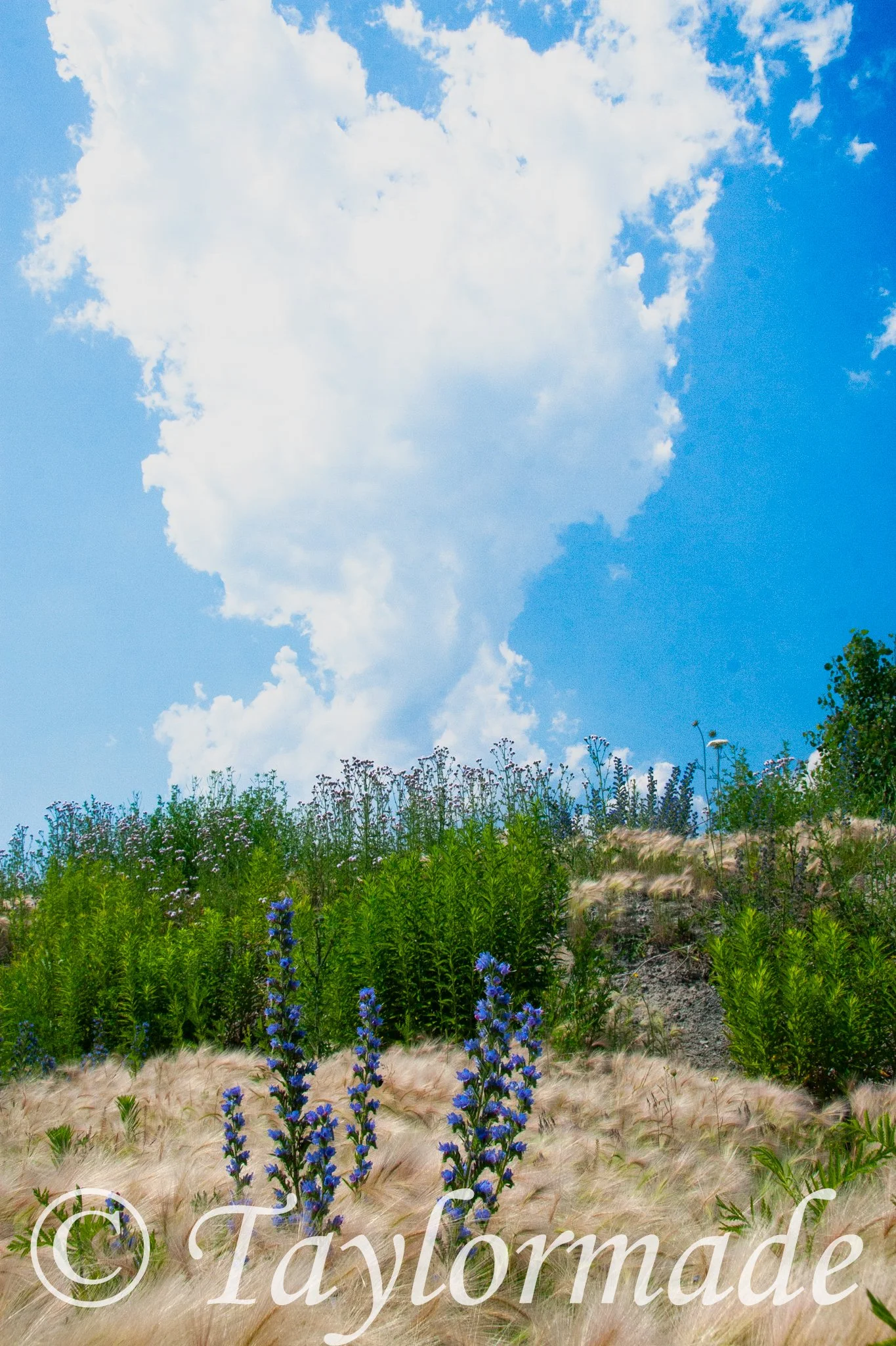 _mg_4685.jpg