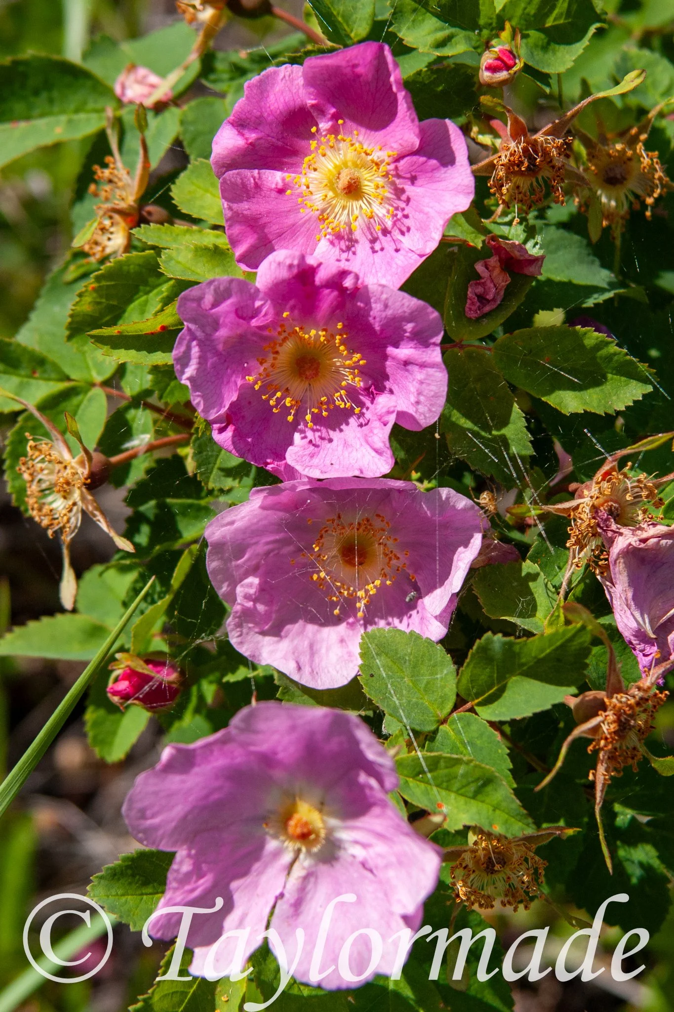 CRW_5044.jpg