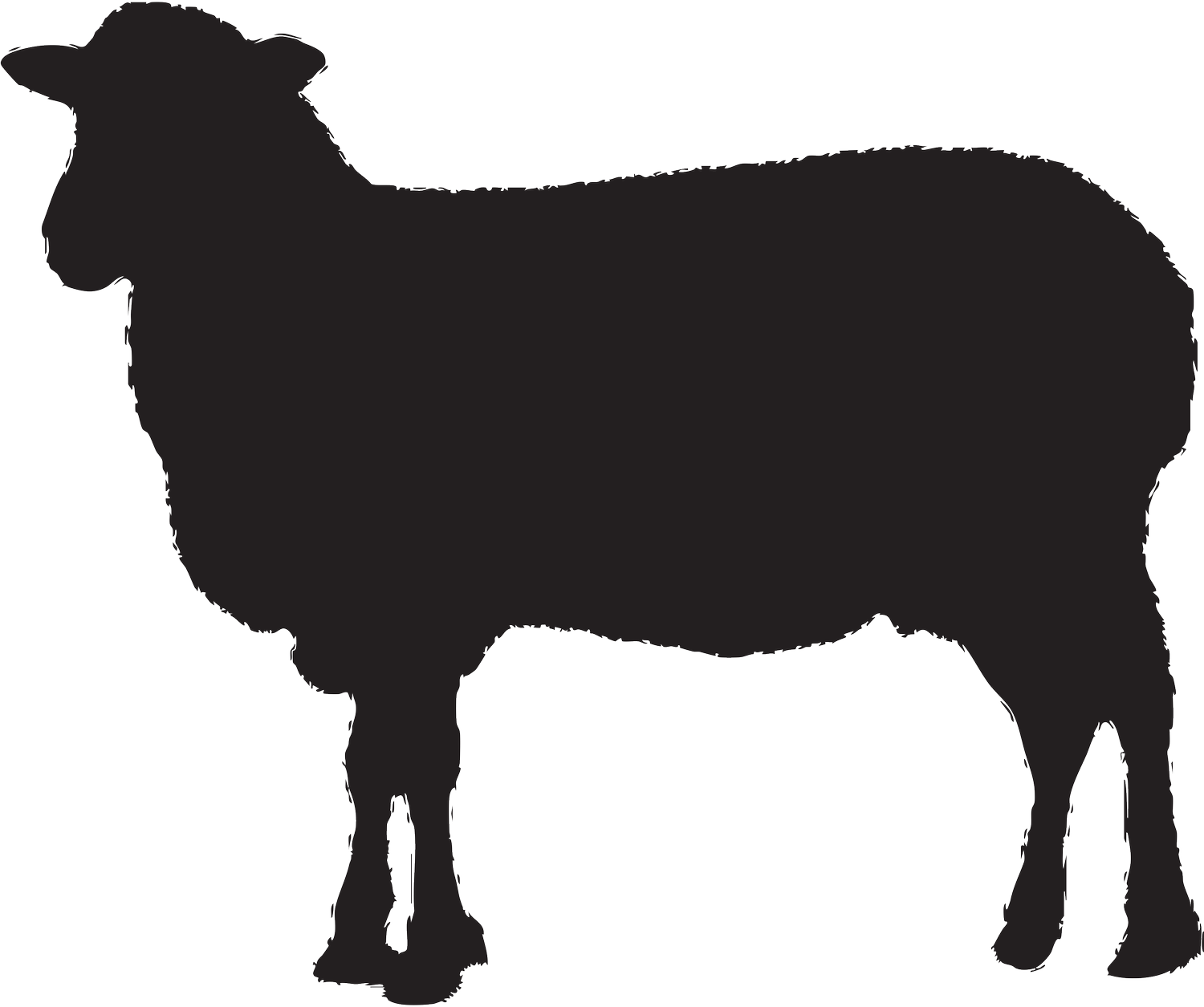 black sheep