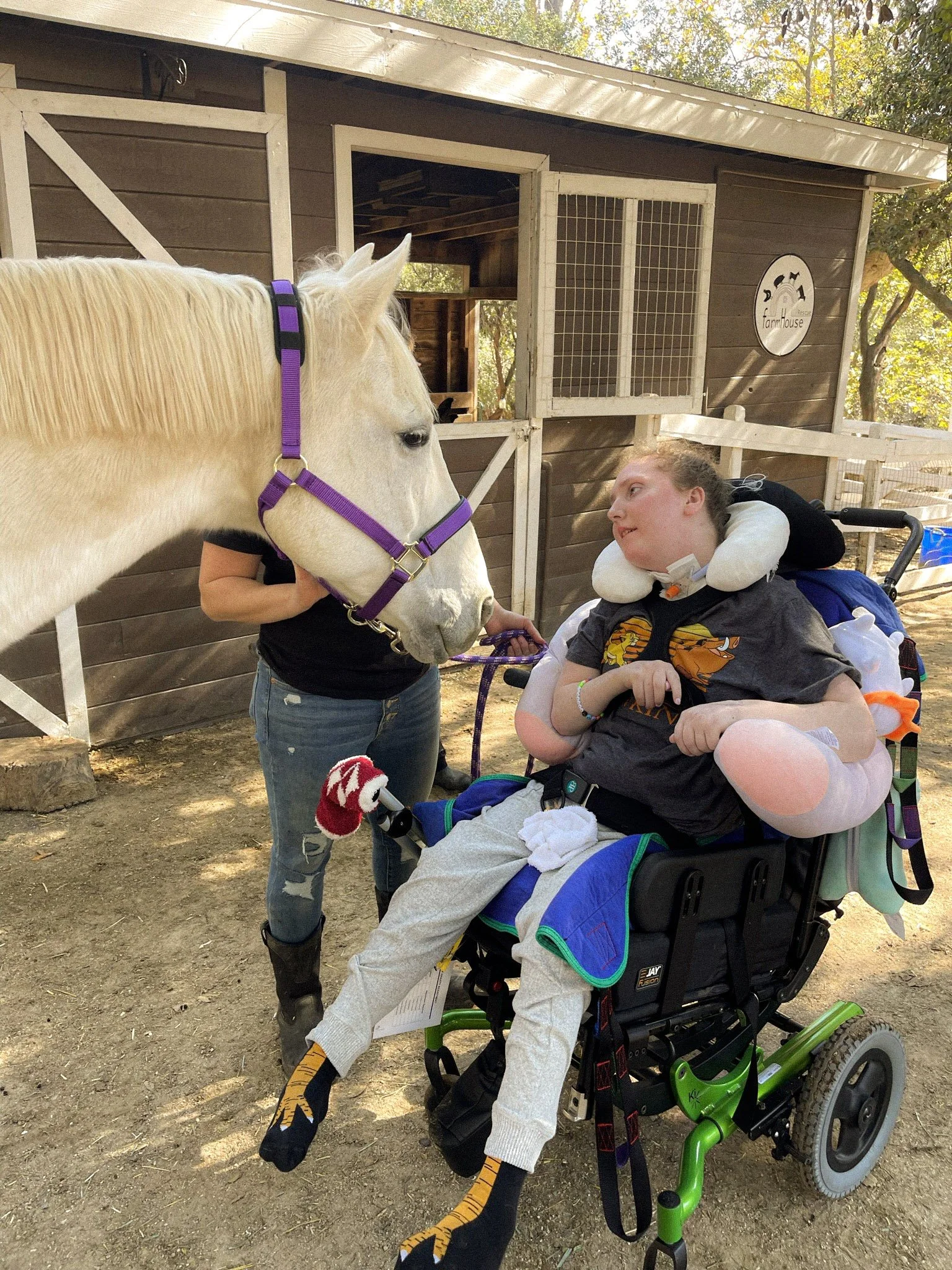 A person in a wheelchair touching a white horse held by a woman, in front of a barn.