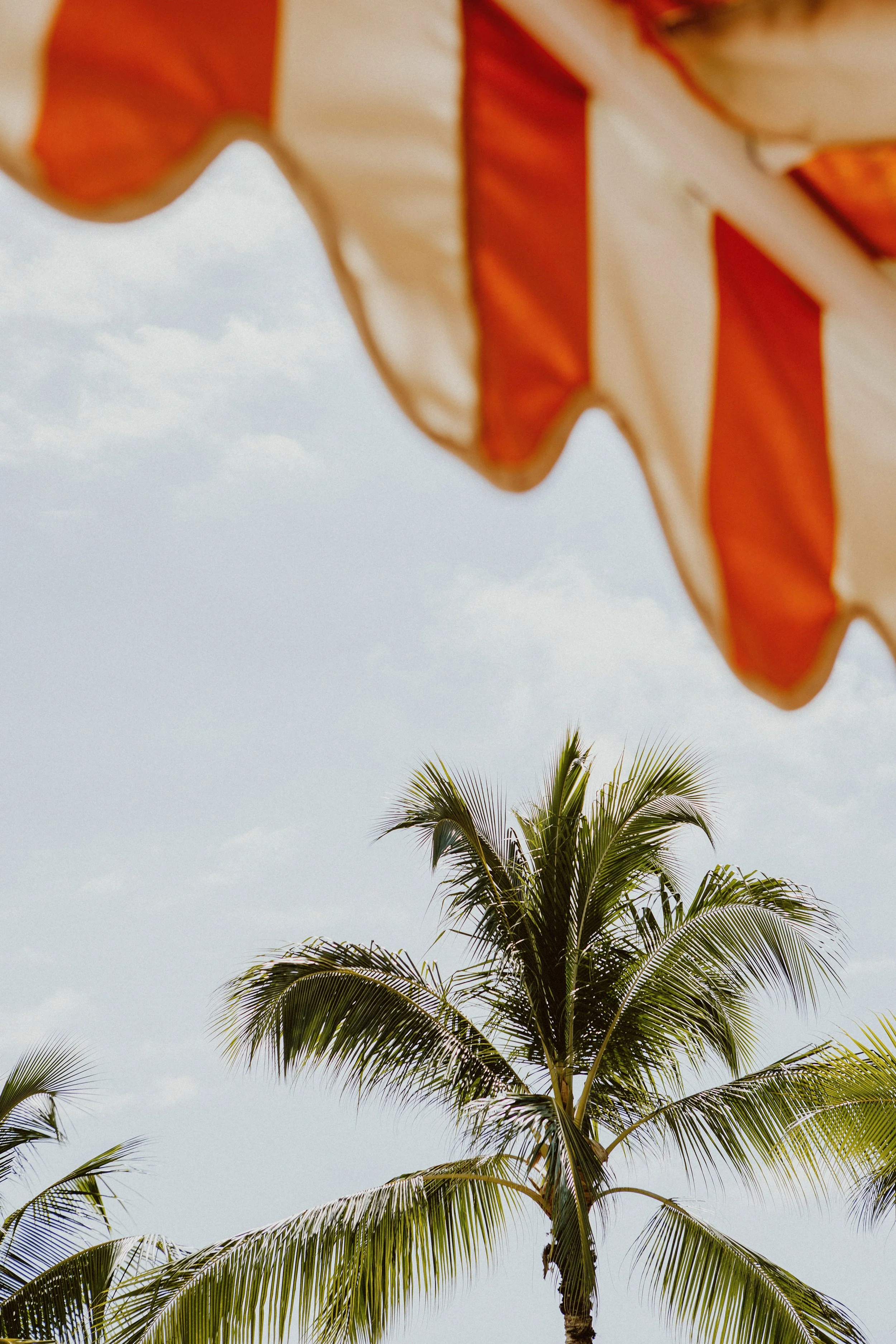 Ambassador x Snowbird-156.jpg