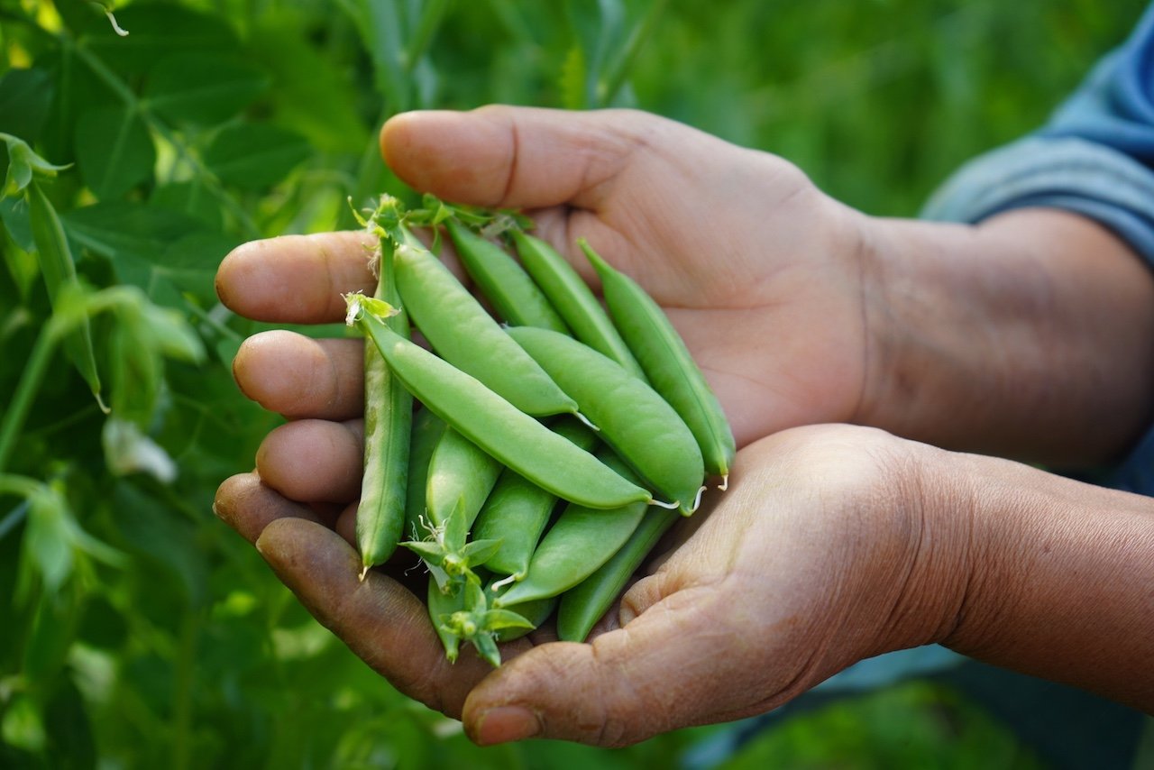 sugar snap peas in hands_TD copy.jpeg