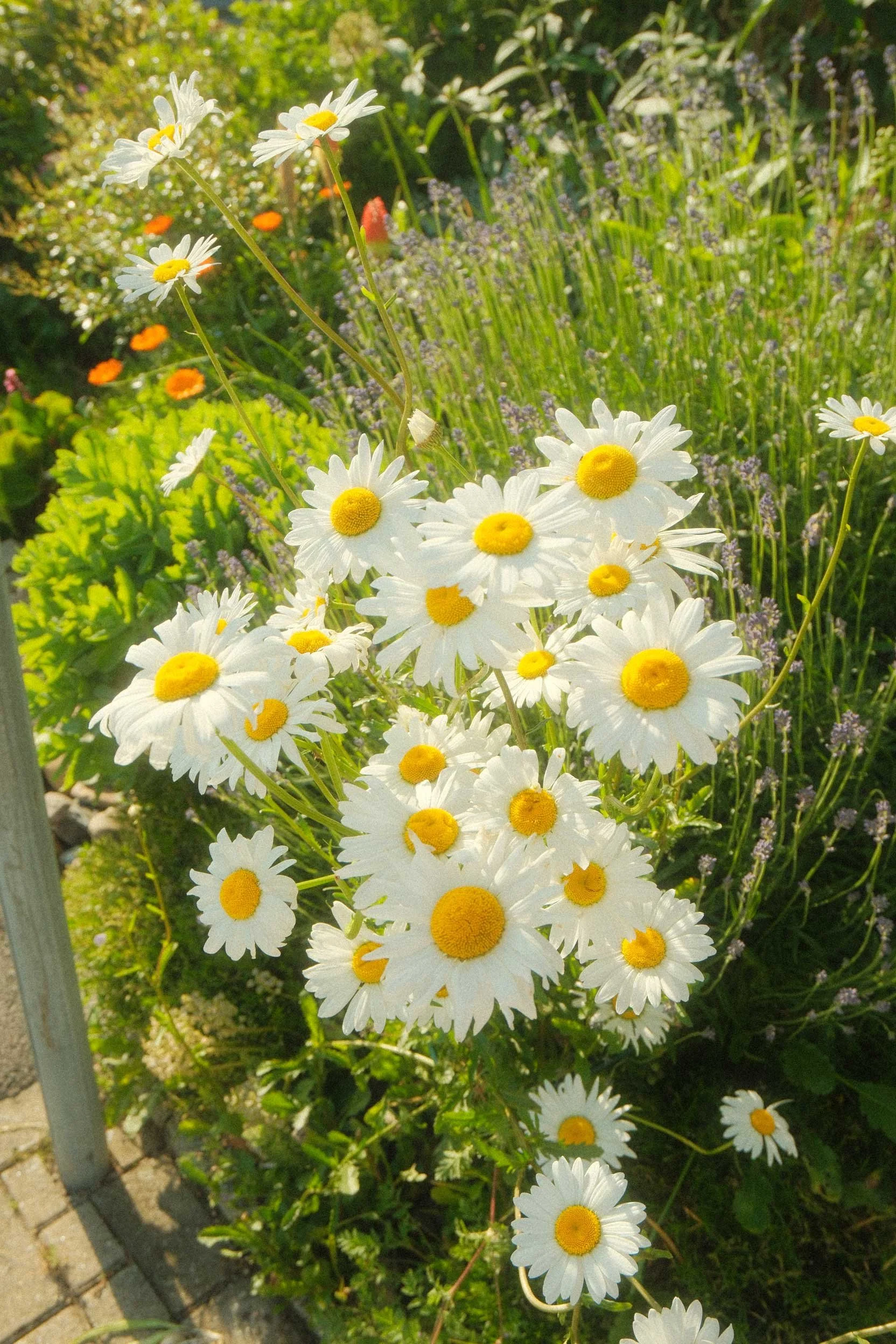 DSCF0141.jpg