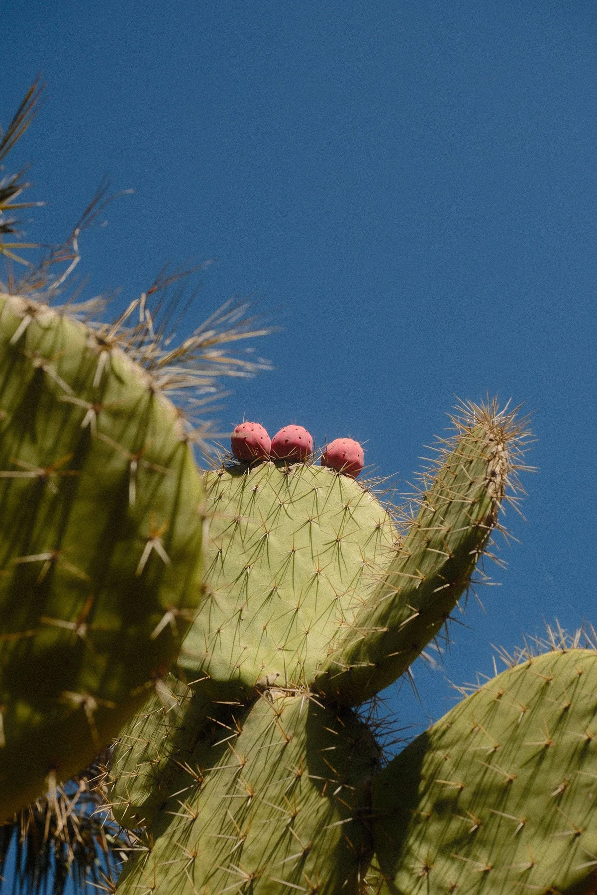 DSCF1183.jpg
