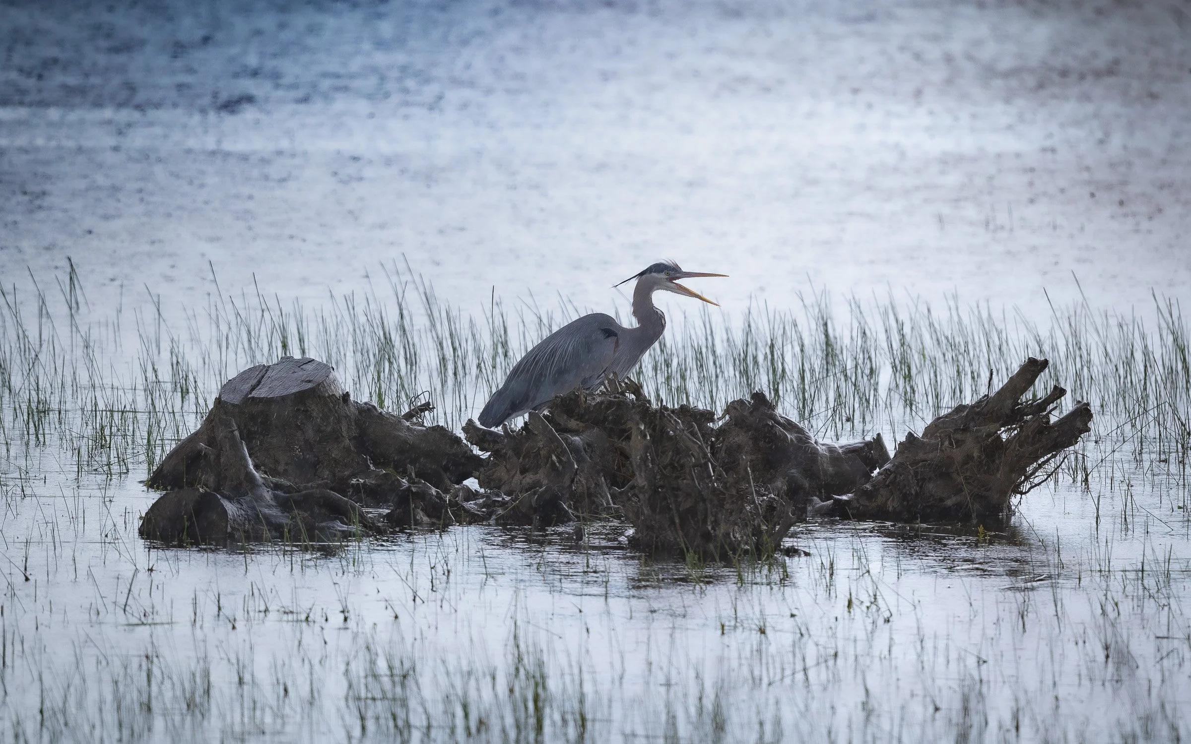 Cool Blue Heron