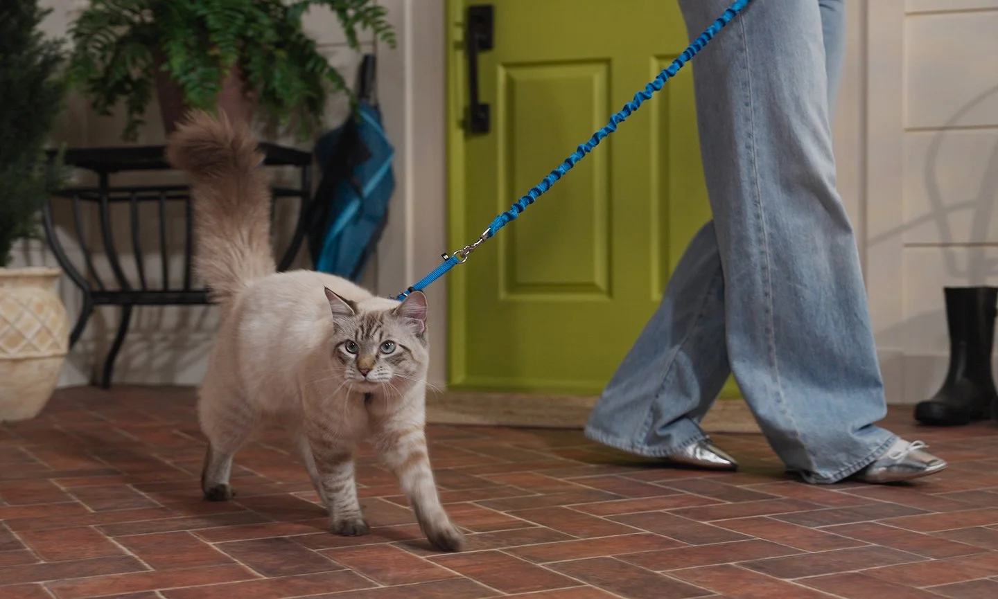Owner walking a Cat on a leash in front of a patio