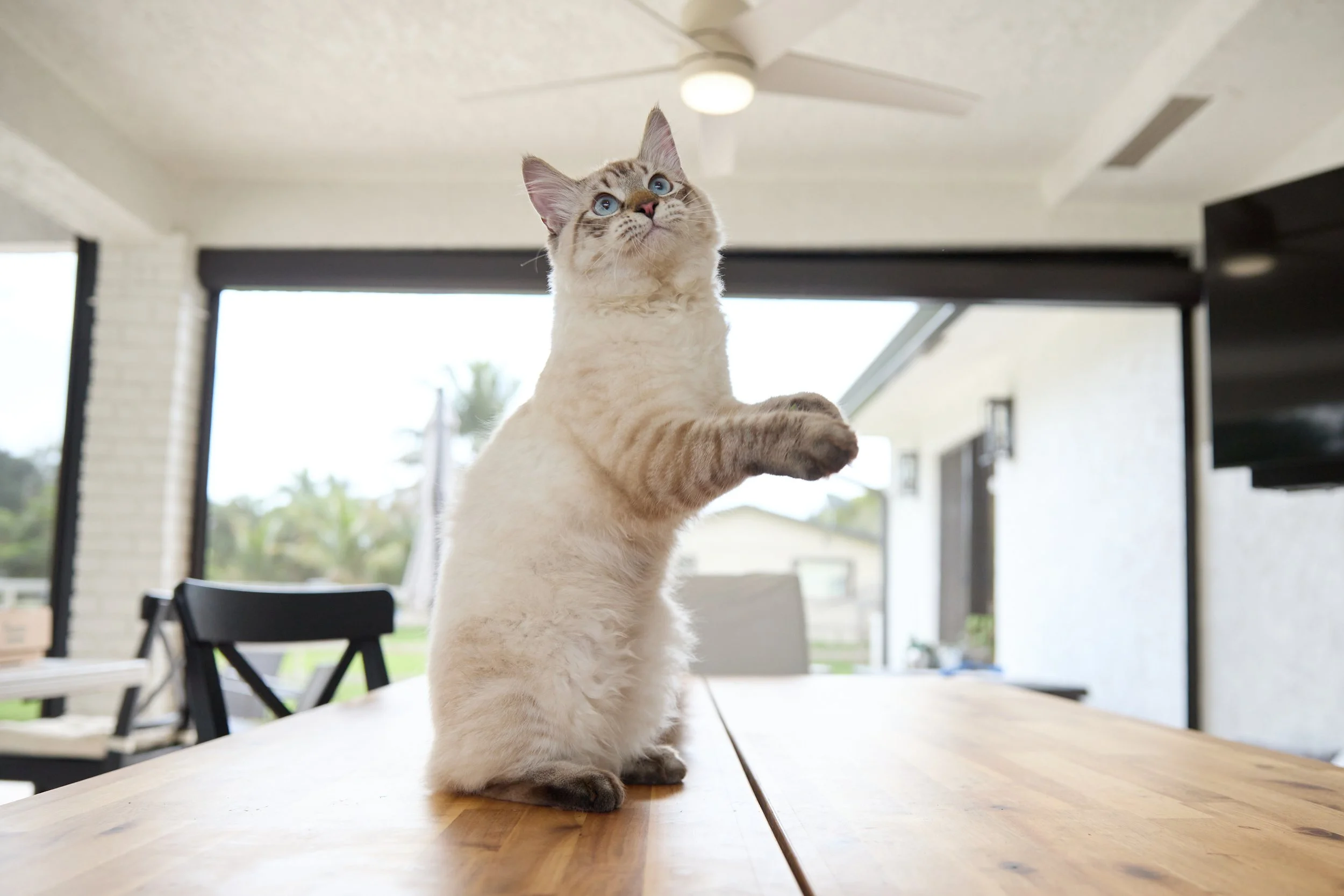Cat standing on table with paws up and looking up at the roof