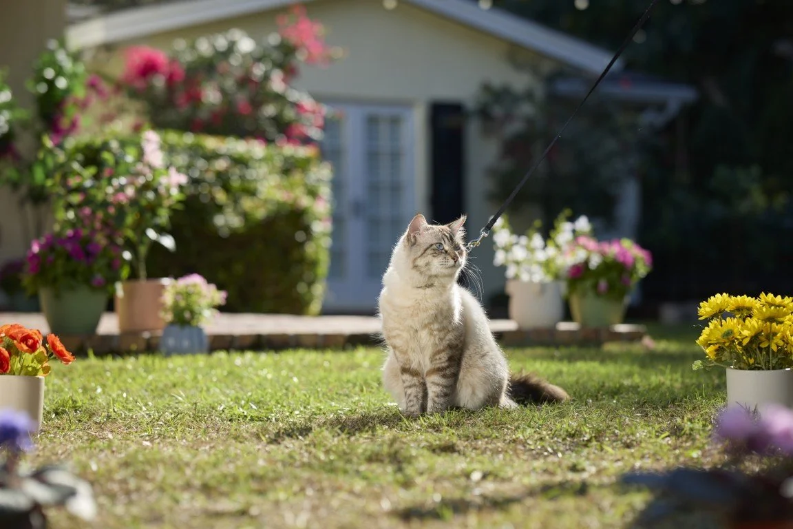Gojo's Guide to Being a Working Cat: Tips for Training Your Pet