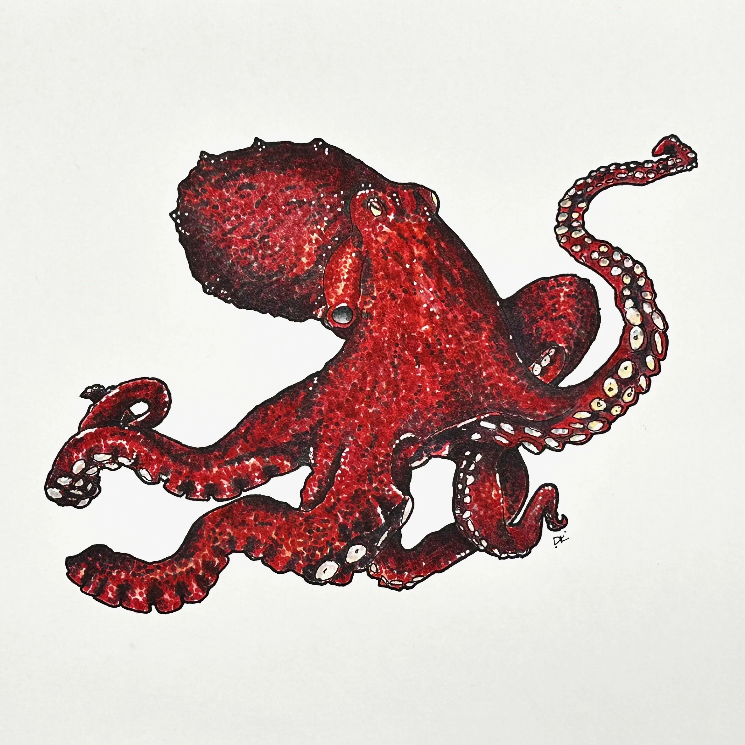 OCTOPUS.jpg