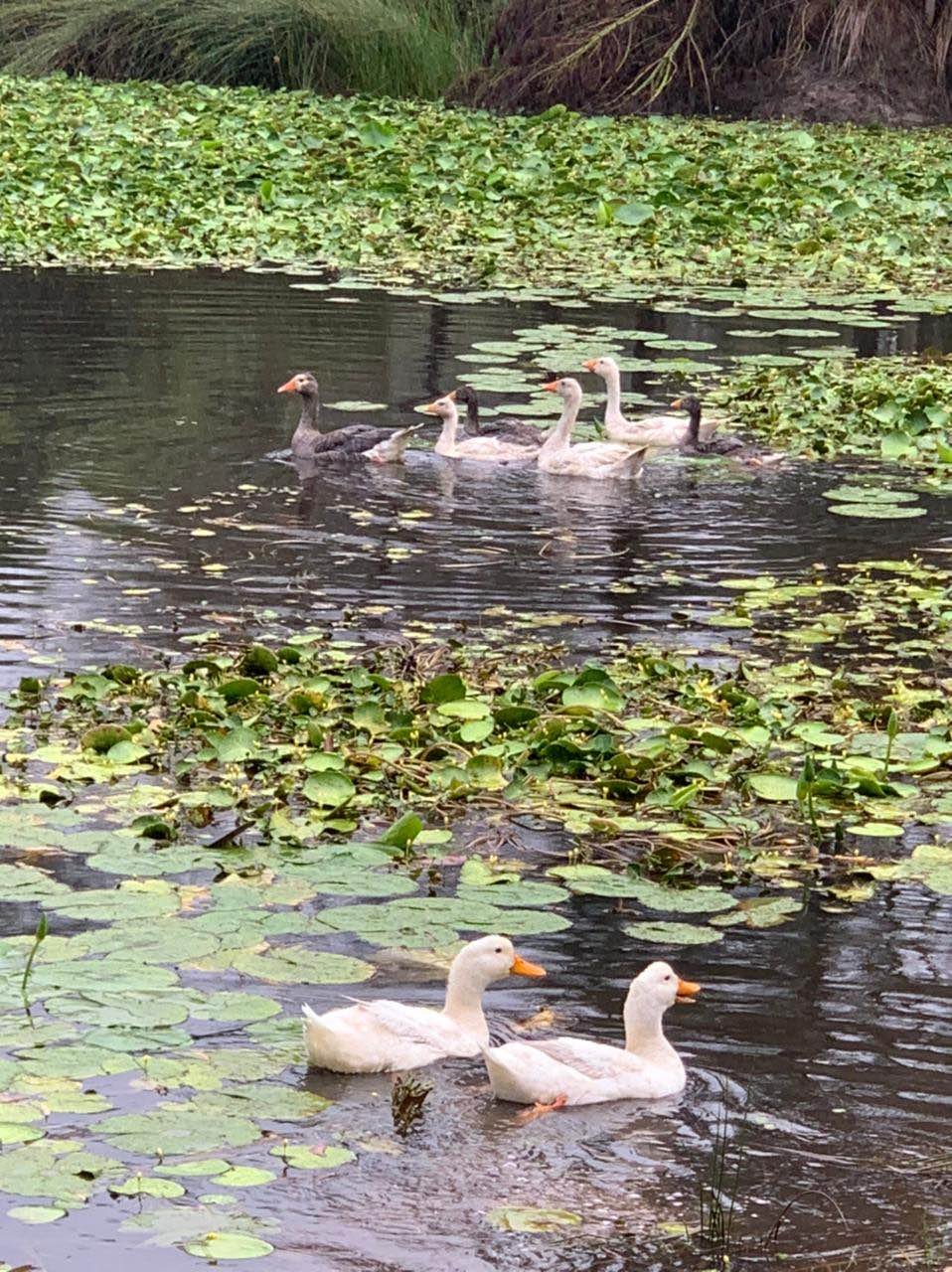 Six geese swimming in a pond with lily pads and aquatic plants.