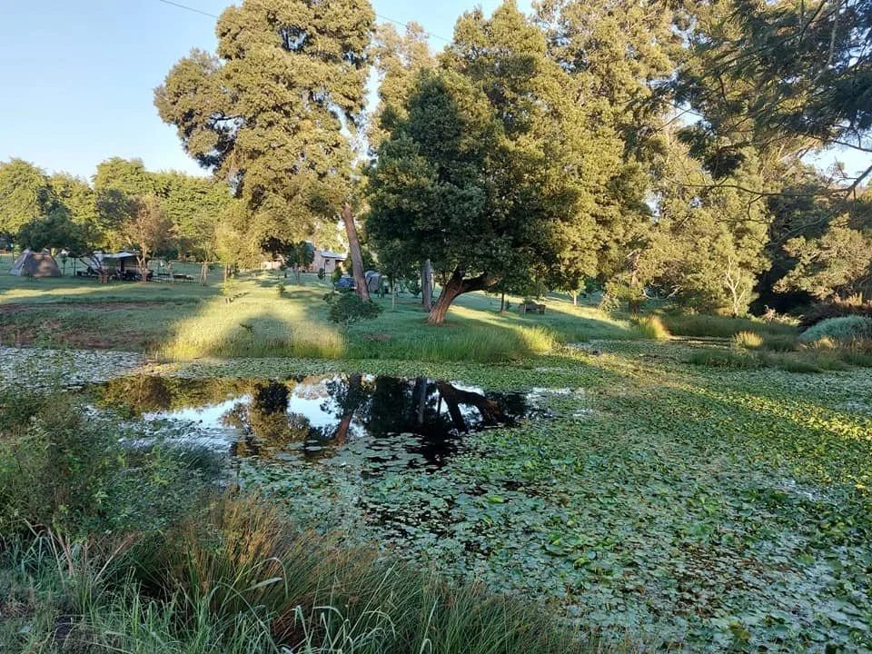 A peaceful scenic view of a pond surrounded by trees and grass, with reflections of the trees in the water and lily pads floating on the pond's surface, under a clear sky.