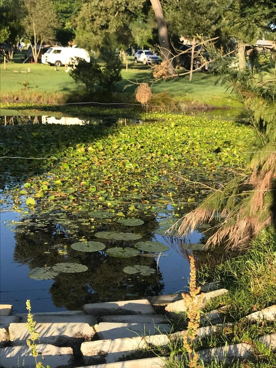 A pond covered with lily pads and surrounded by trees, with a broken tree branch hanging over the water and a small brick border in the foreground.