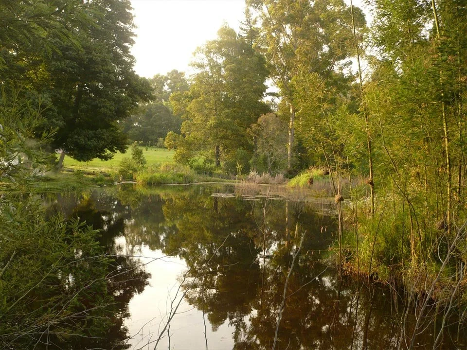 A calm river surrounded by dense green trees and bushes, with reflections visible in the water, under a morning or late afternoon sky.